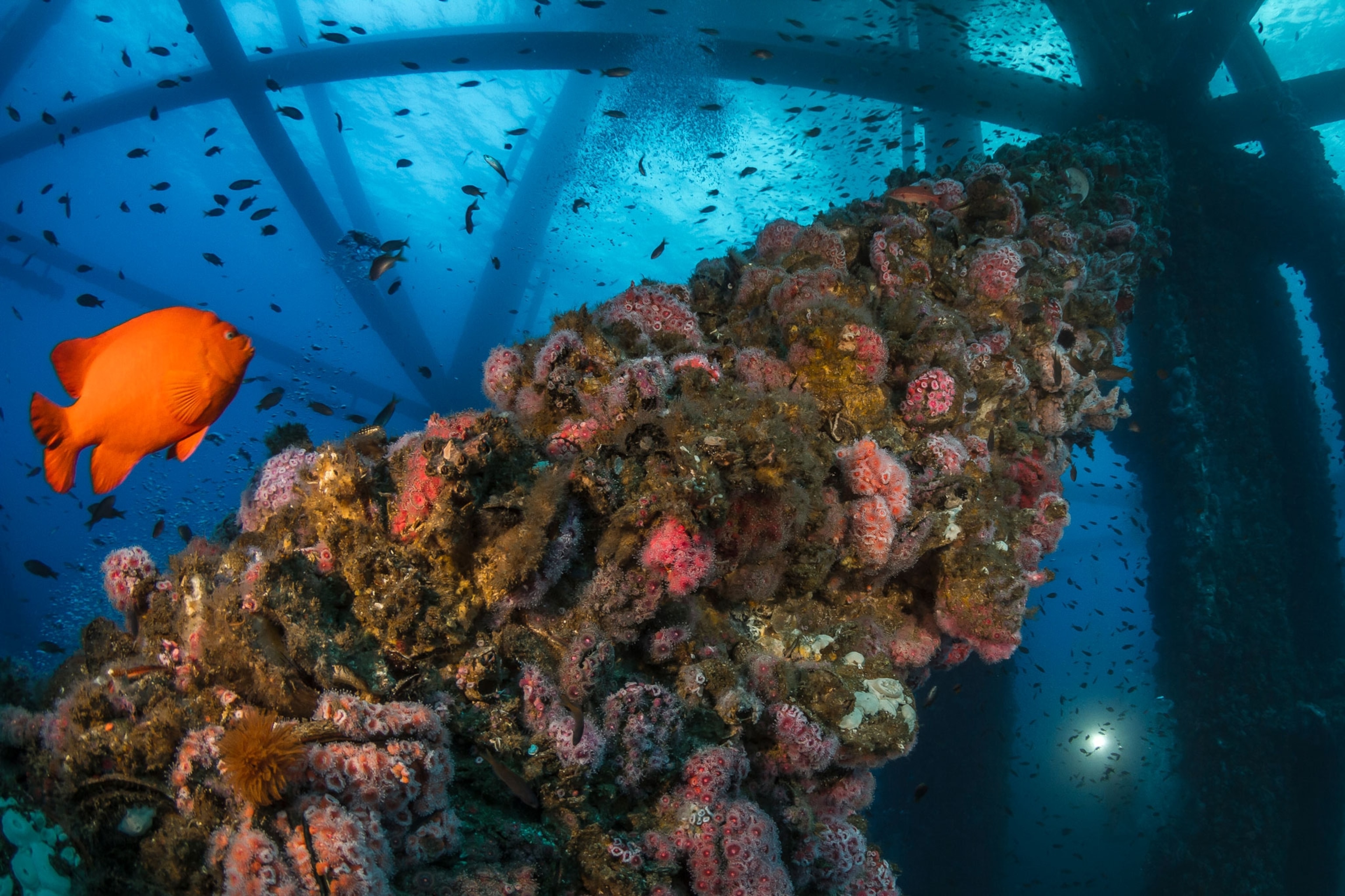 a large orange fish swims near coral attached to eureka's platform