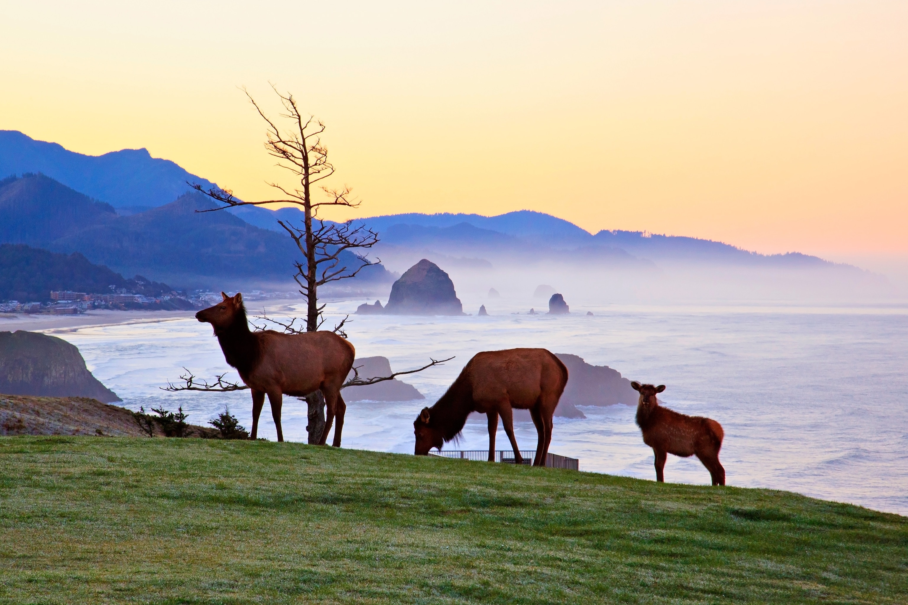 elk in Ecola State Park, Oregon