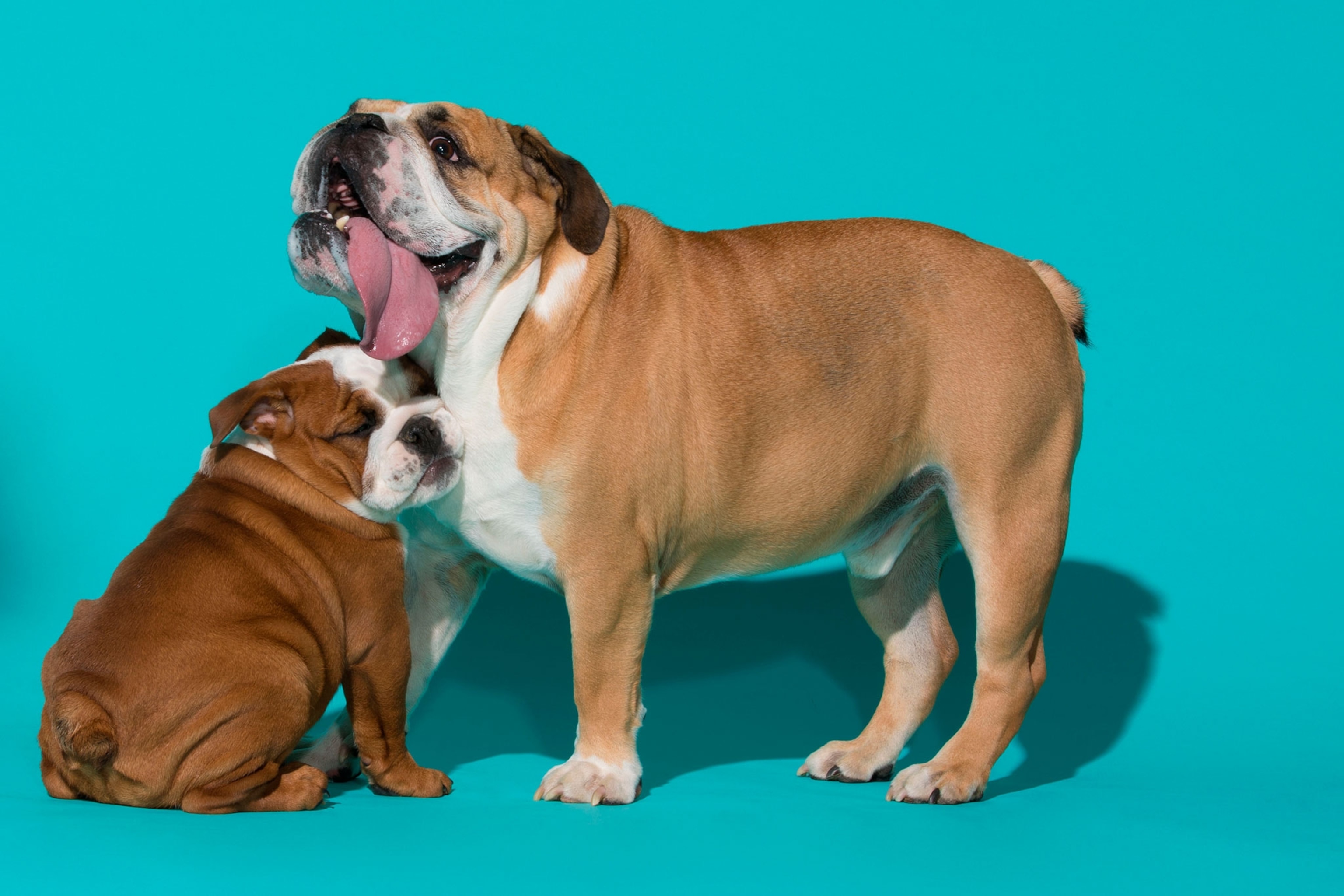 two English bulldogs named Tootsie and Tater
