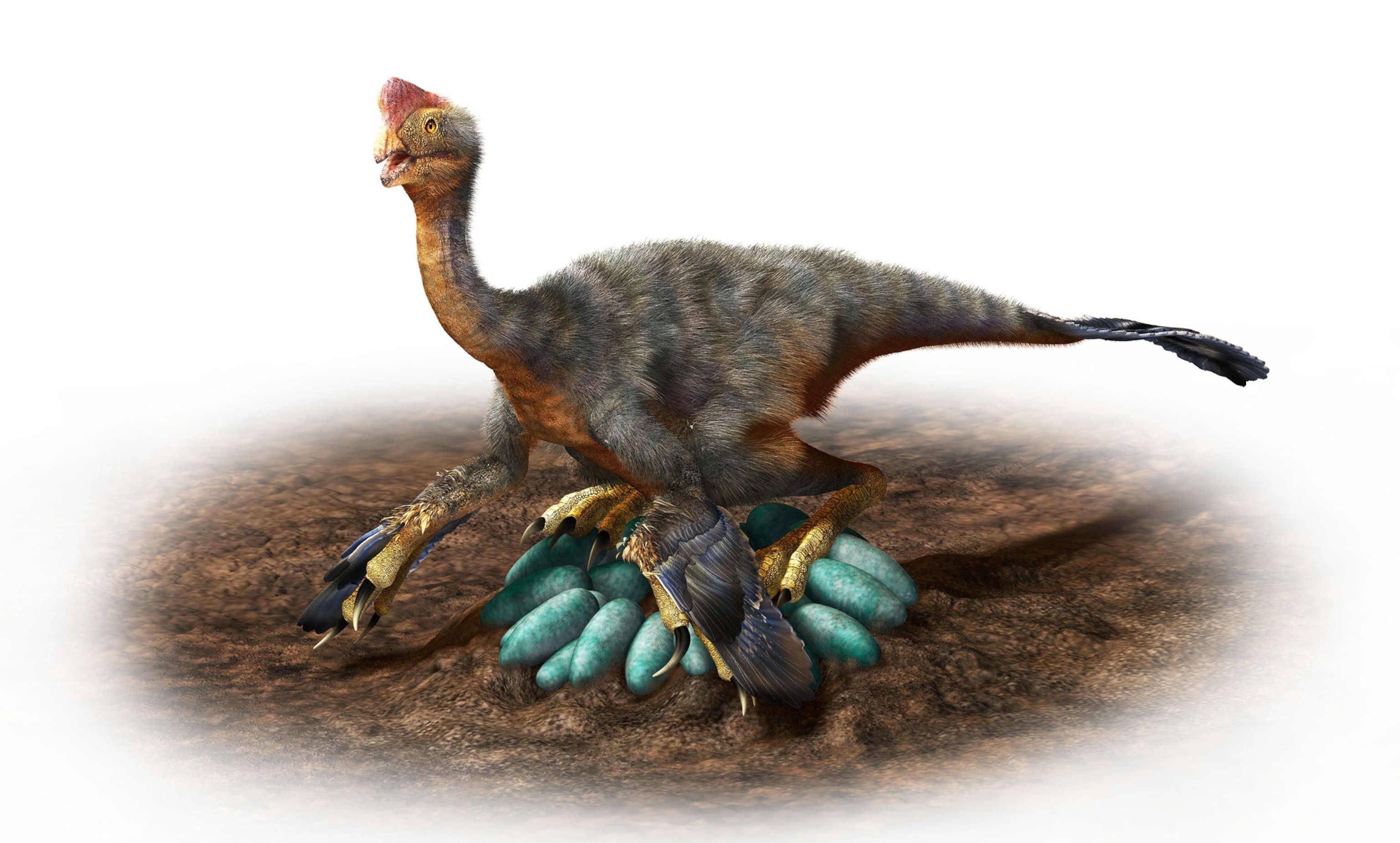 dino illo