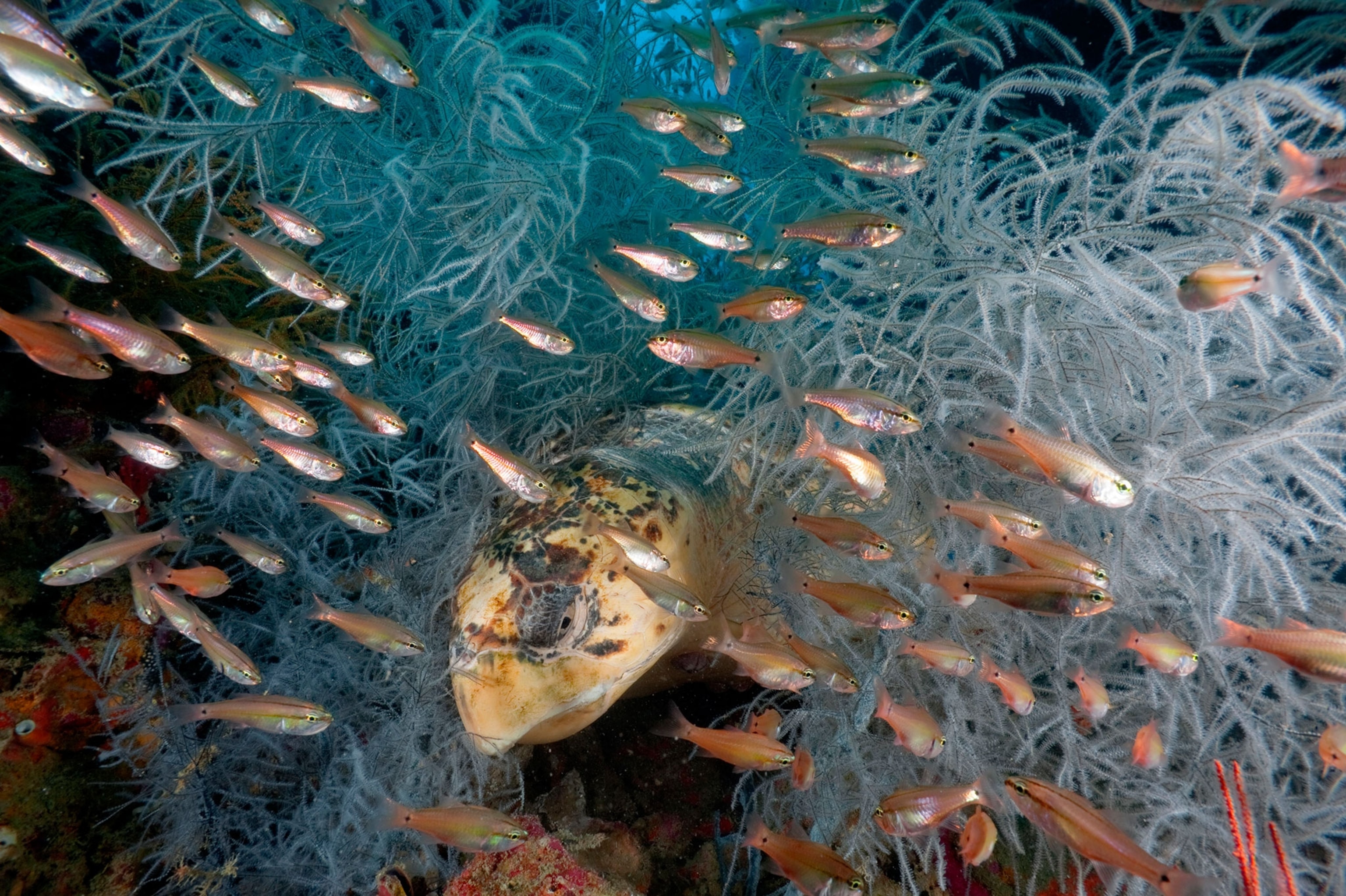Great Barrier Reef
