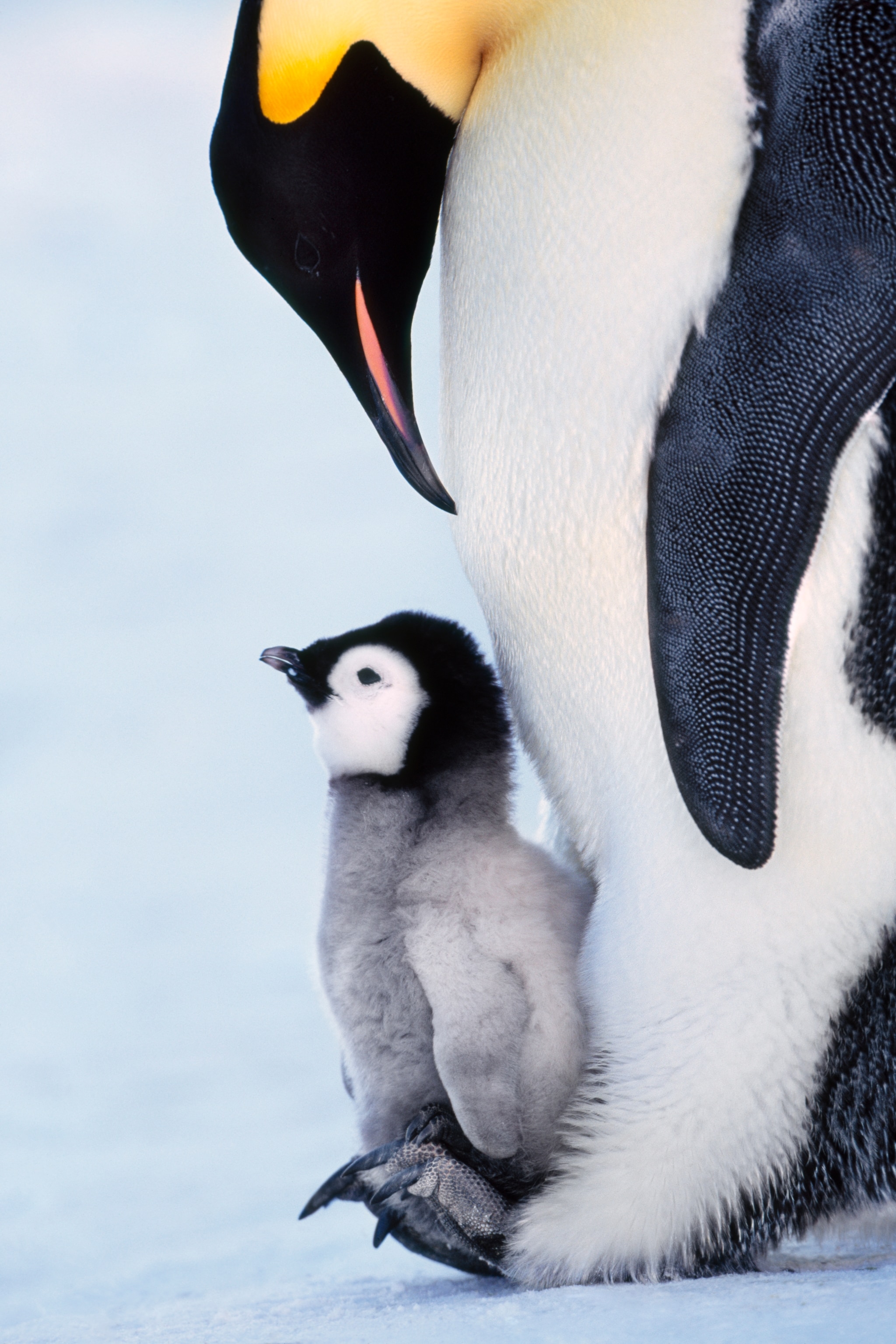 An emperor penguin is pictured with a chick by its feet, Weddell Sea, Antarctica.