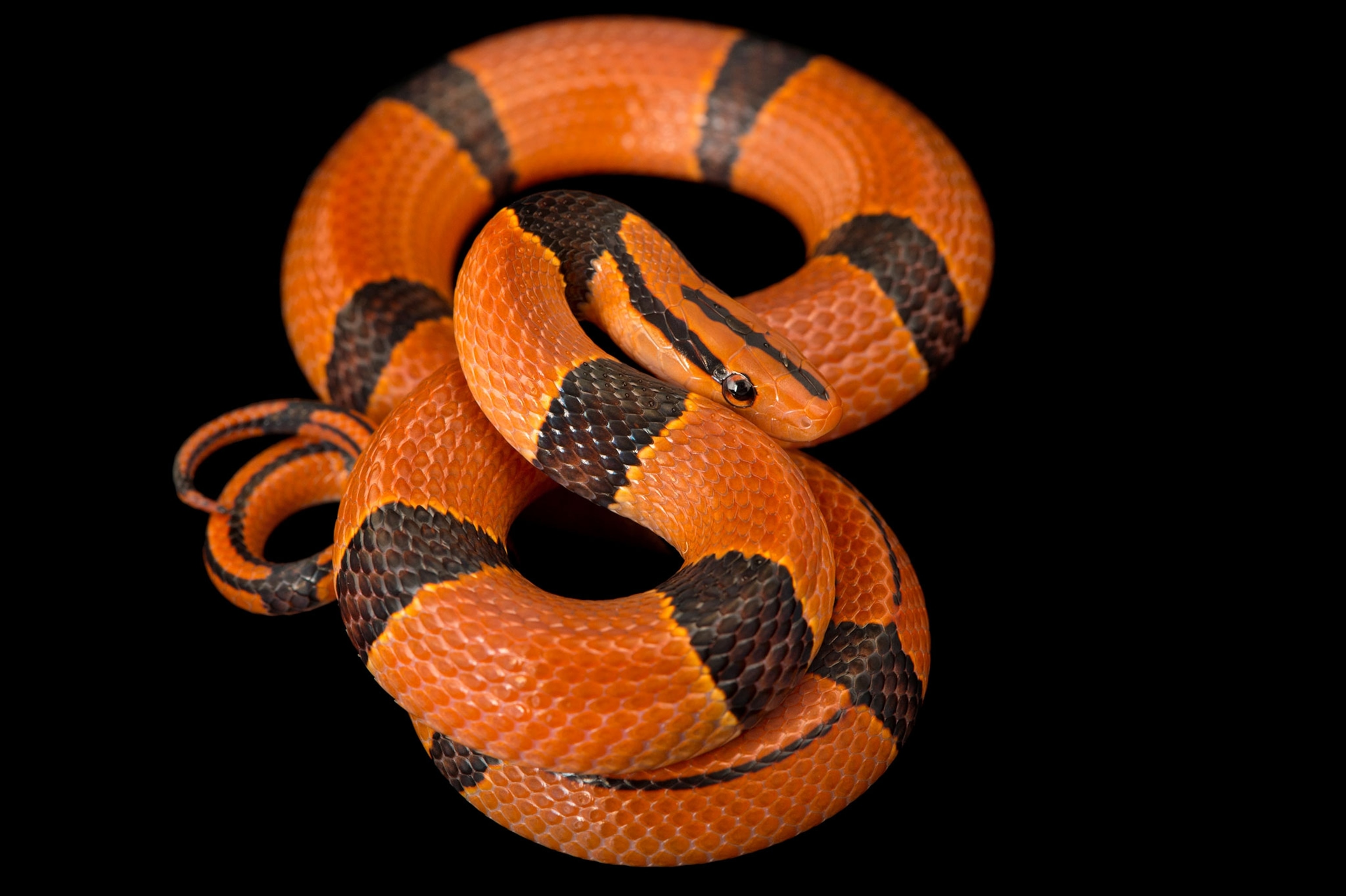 snake