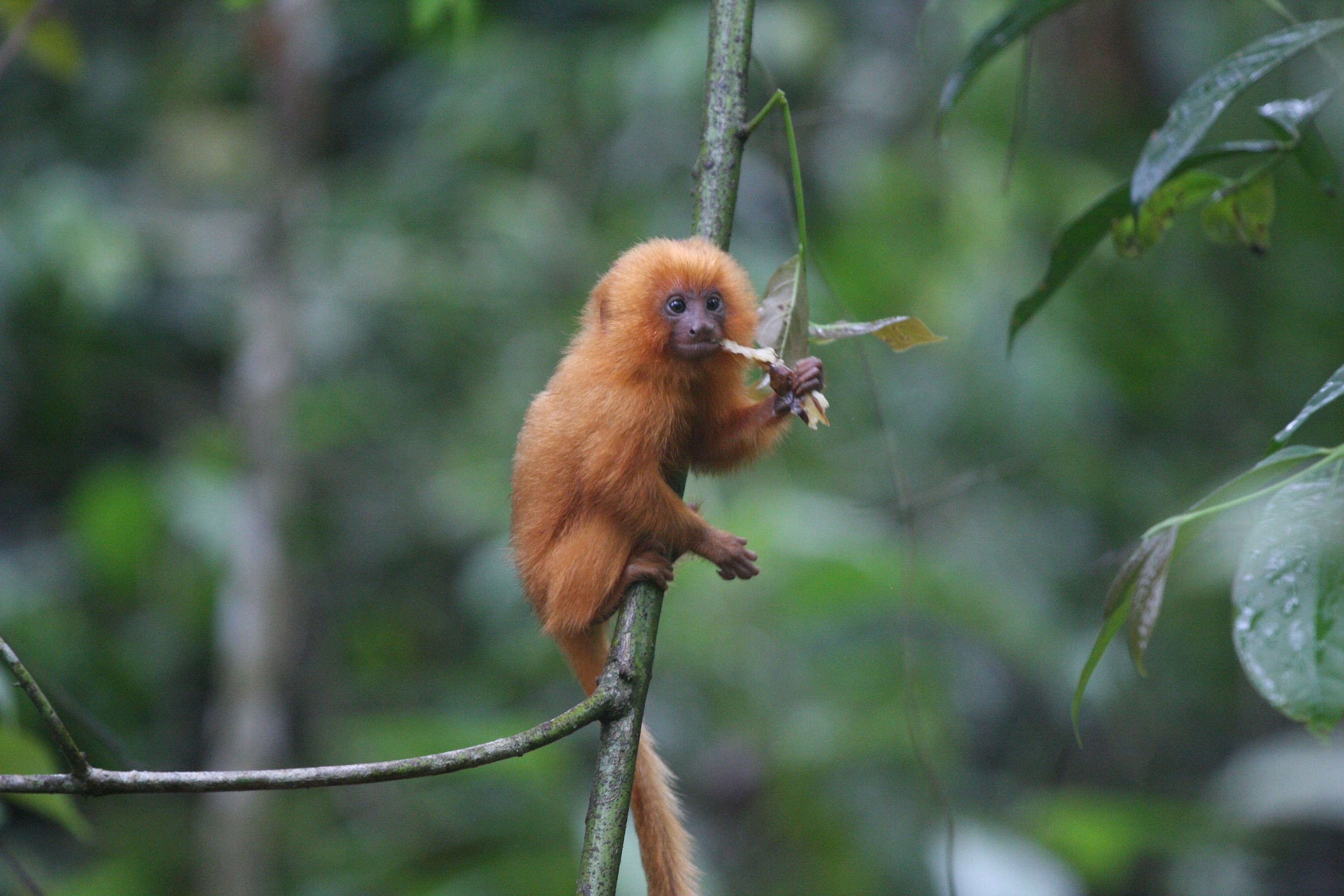baby tamarin