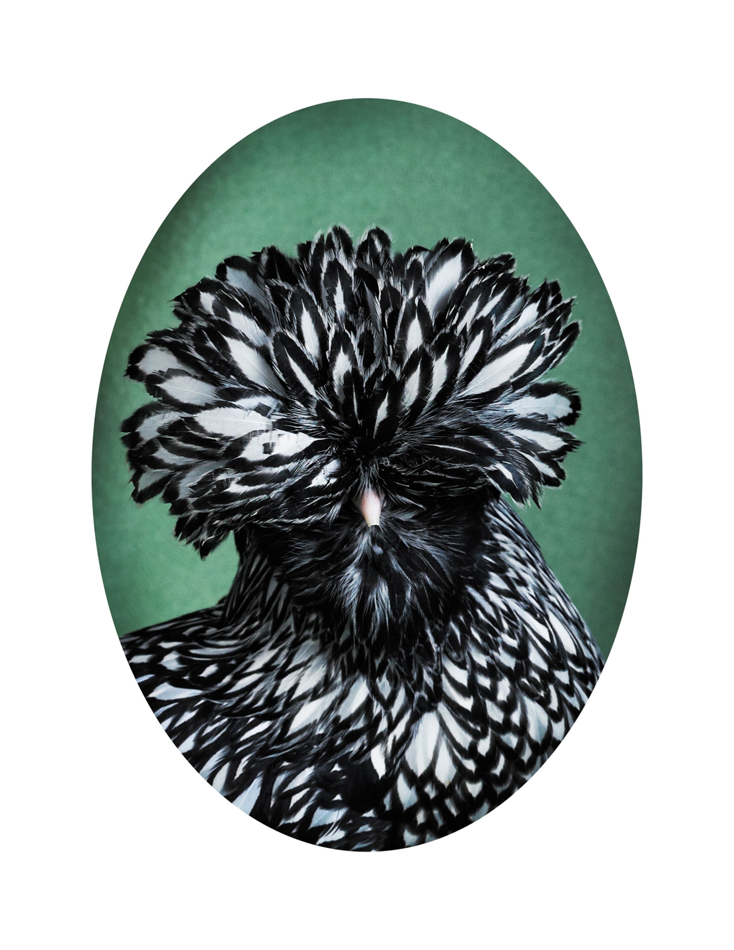 a polish chicken