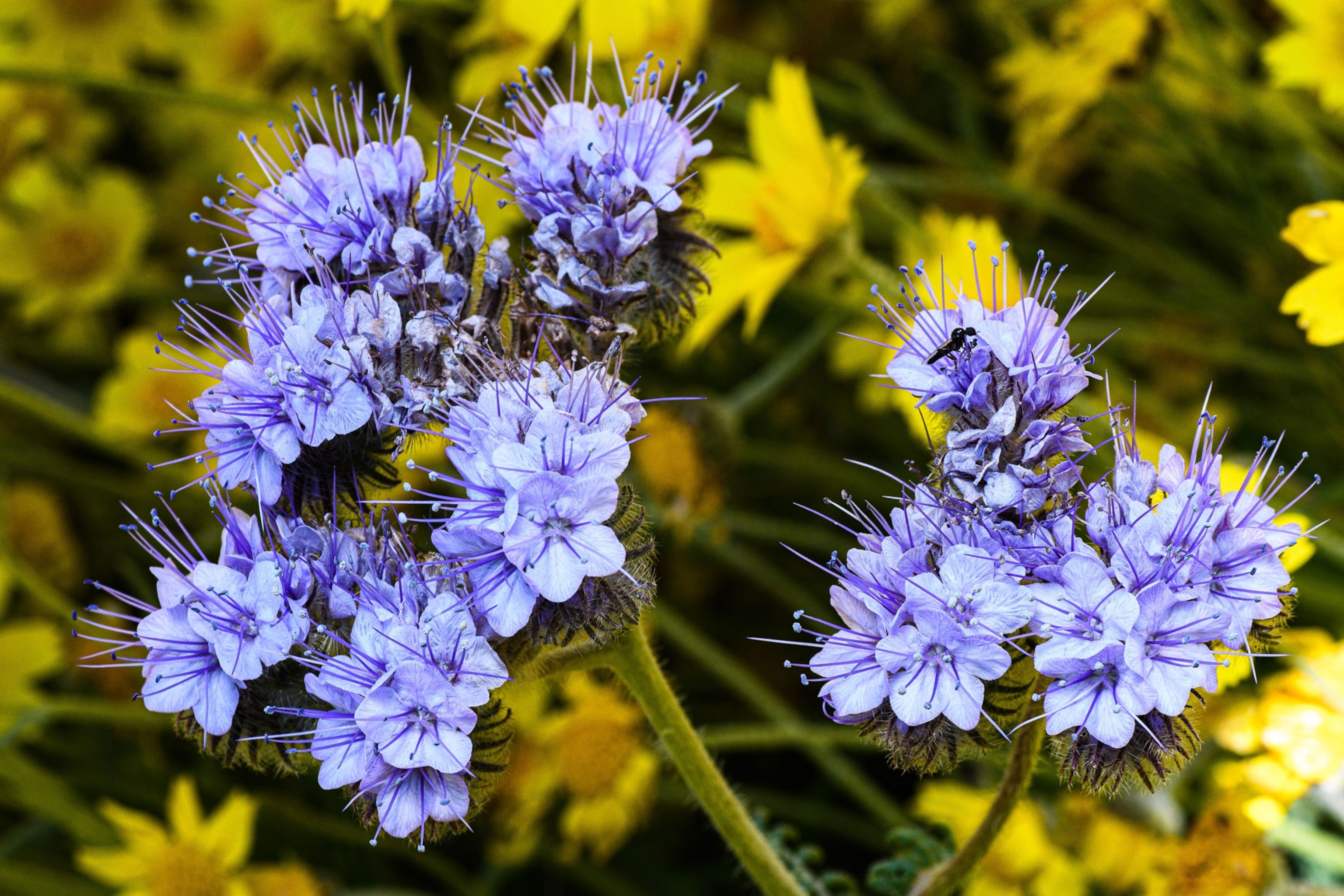 Flowers up close during a superbloom.