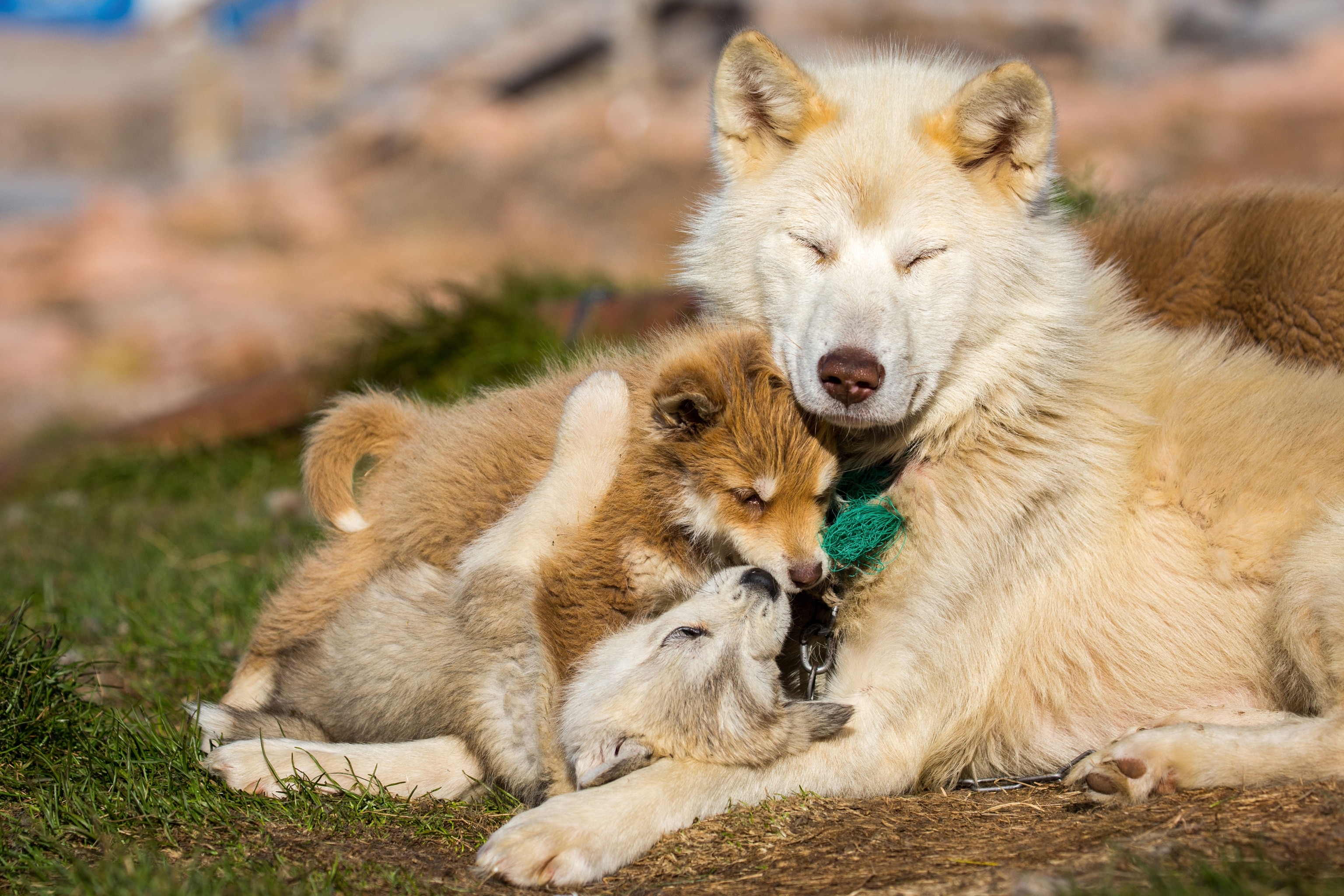 Husky sled dogs huddled together with pups in the small Greenland settlement of Ittoqqortoormiit