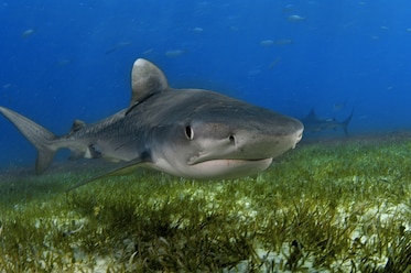 a tiger shark