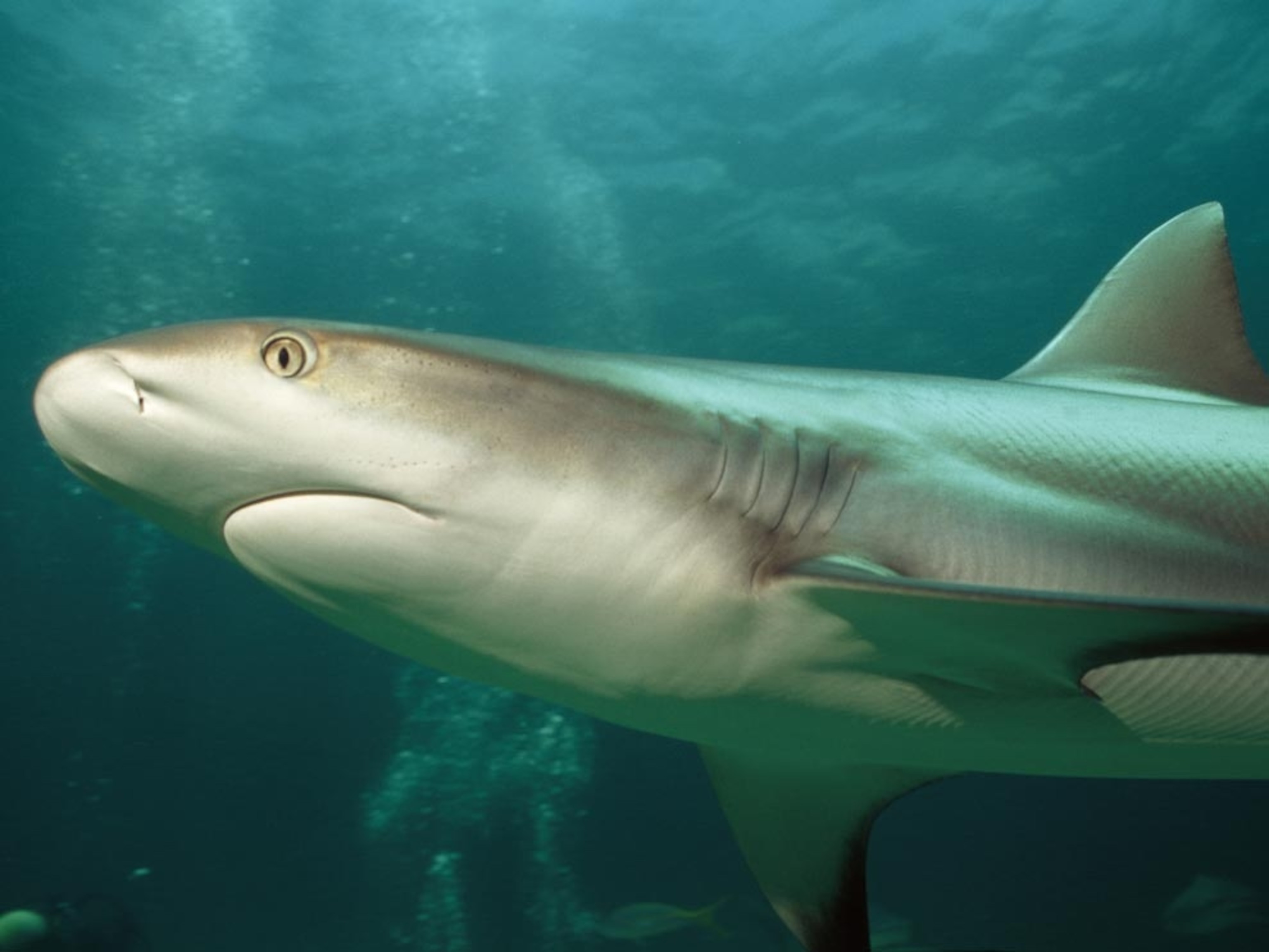 Reef tip shark