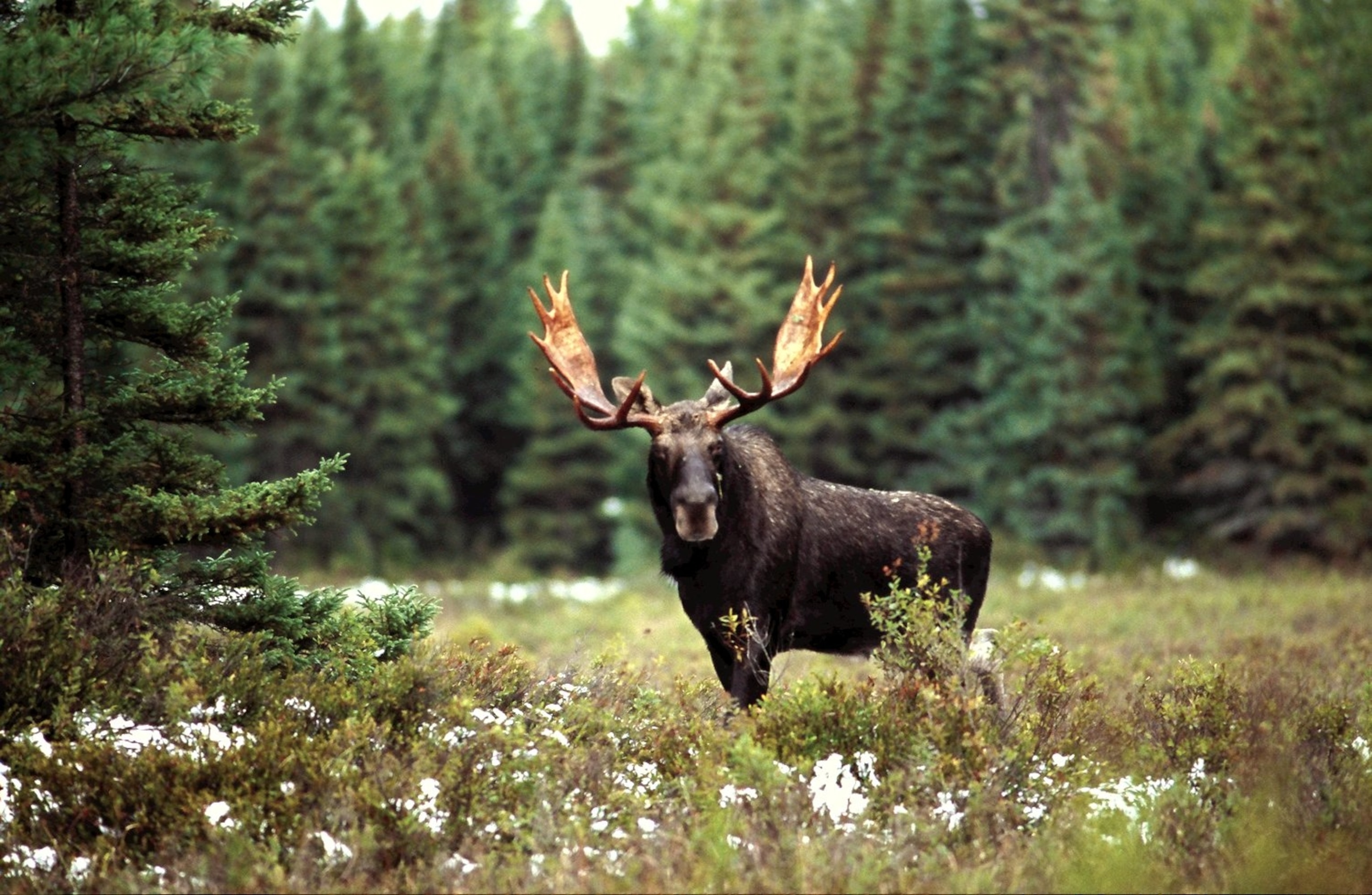 a moose staring at the camera in Algonquin Provincial Park