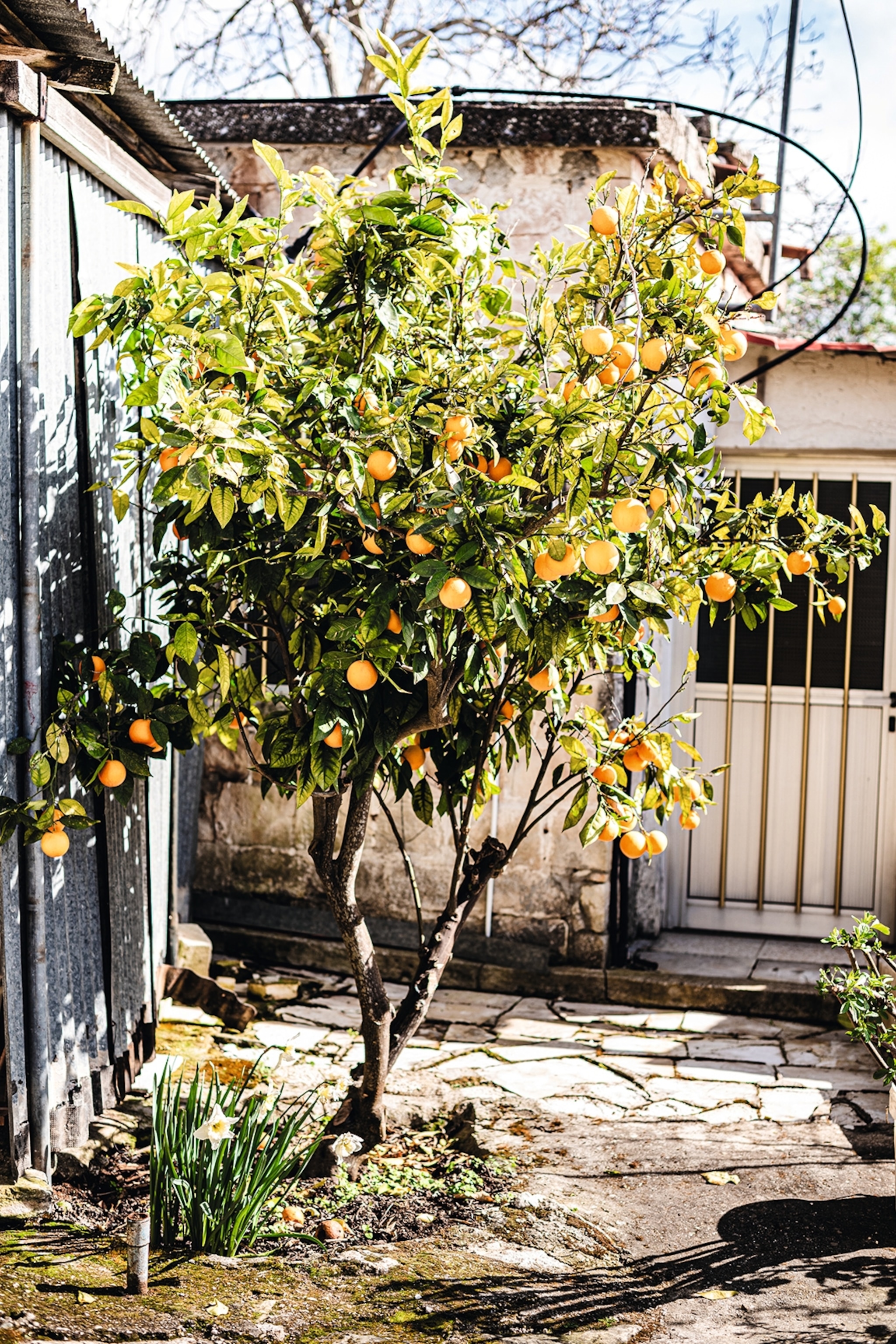 Orange tree standing in the garden
