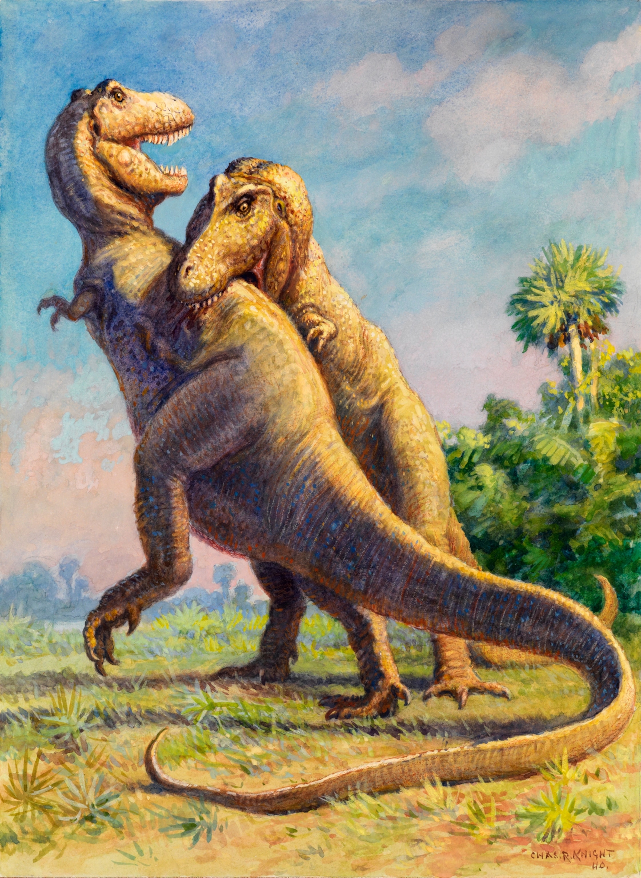 One dinosaur biting into another one's back.