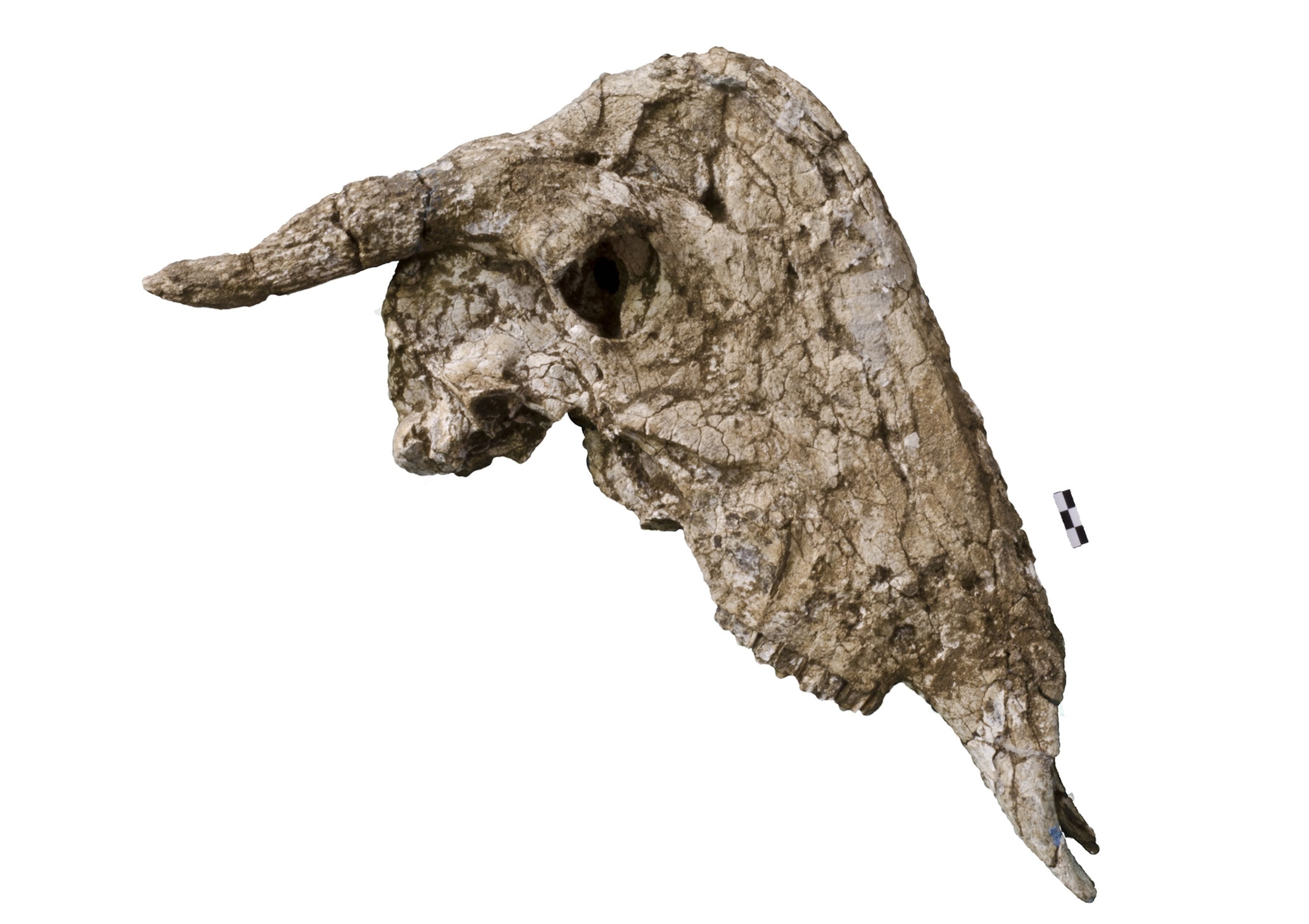 a fossilized skull