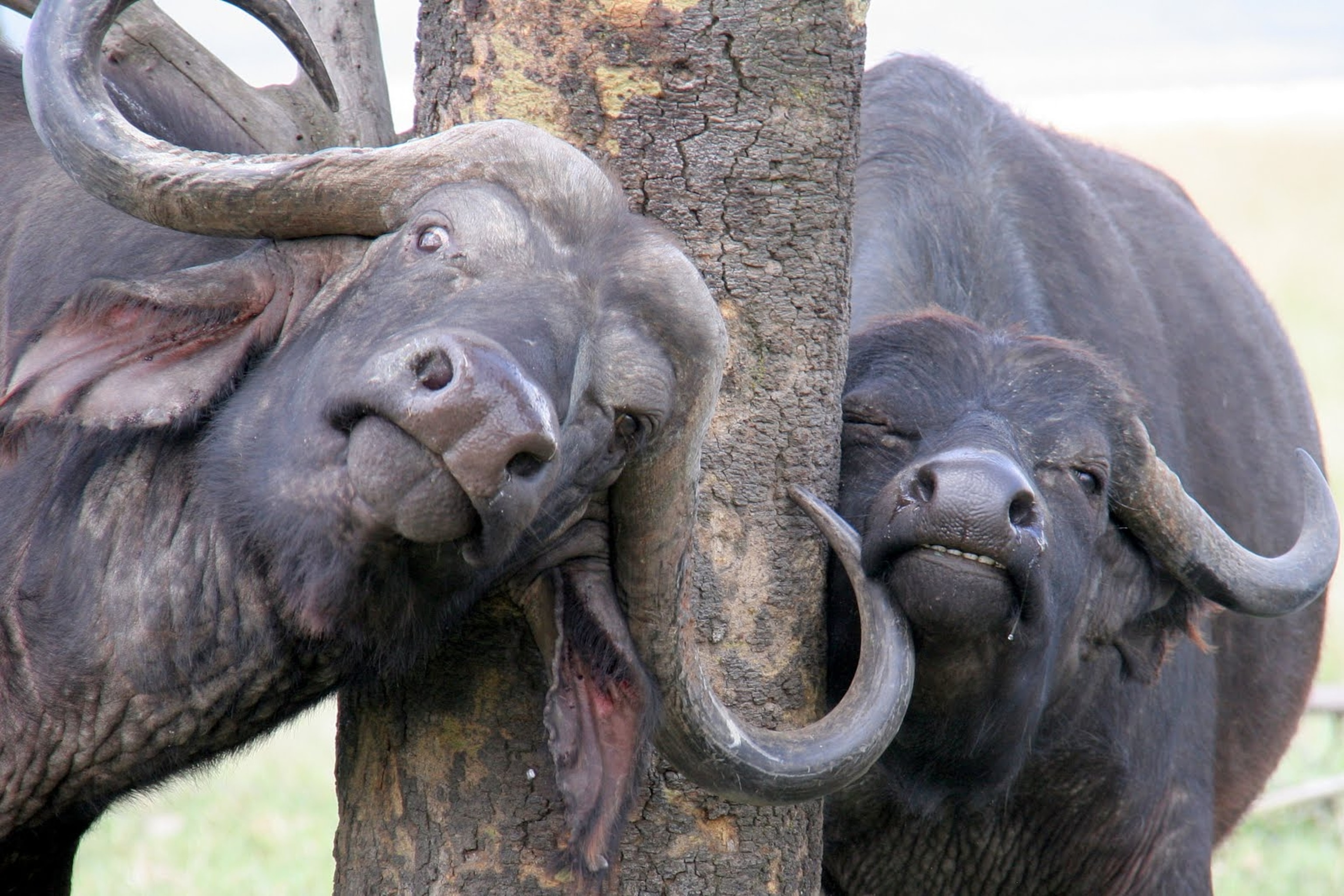 animals scratching