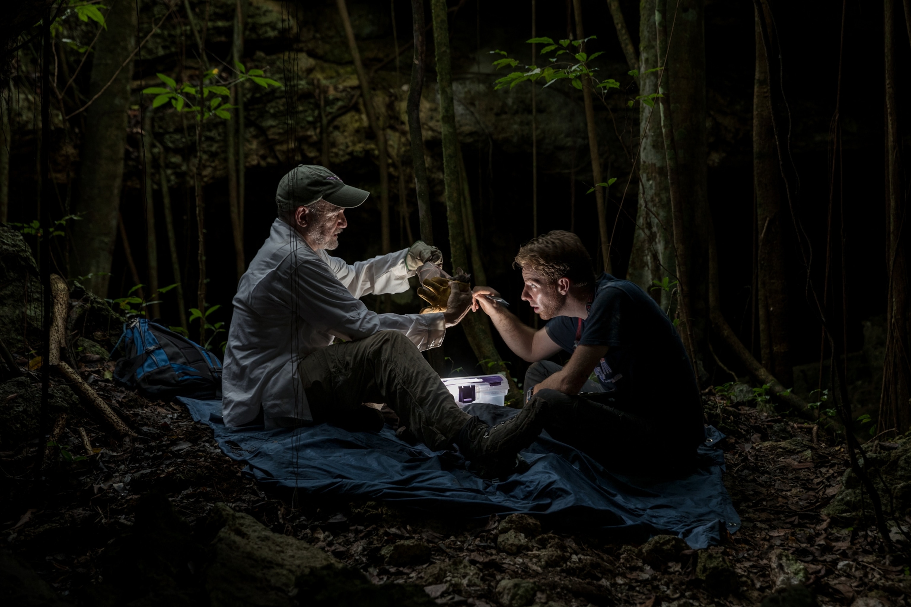 scientists collecting data and genetic samples from woolly bats