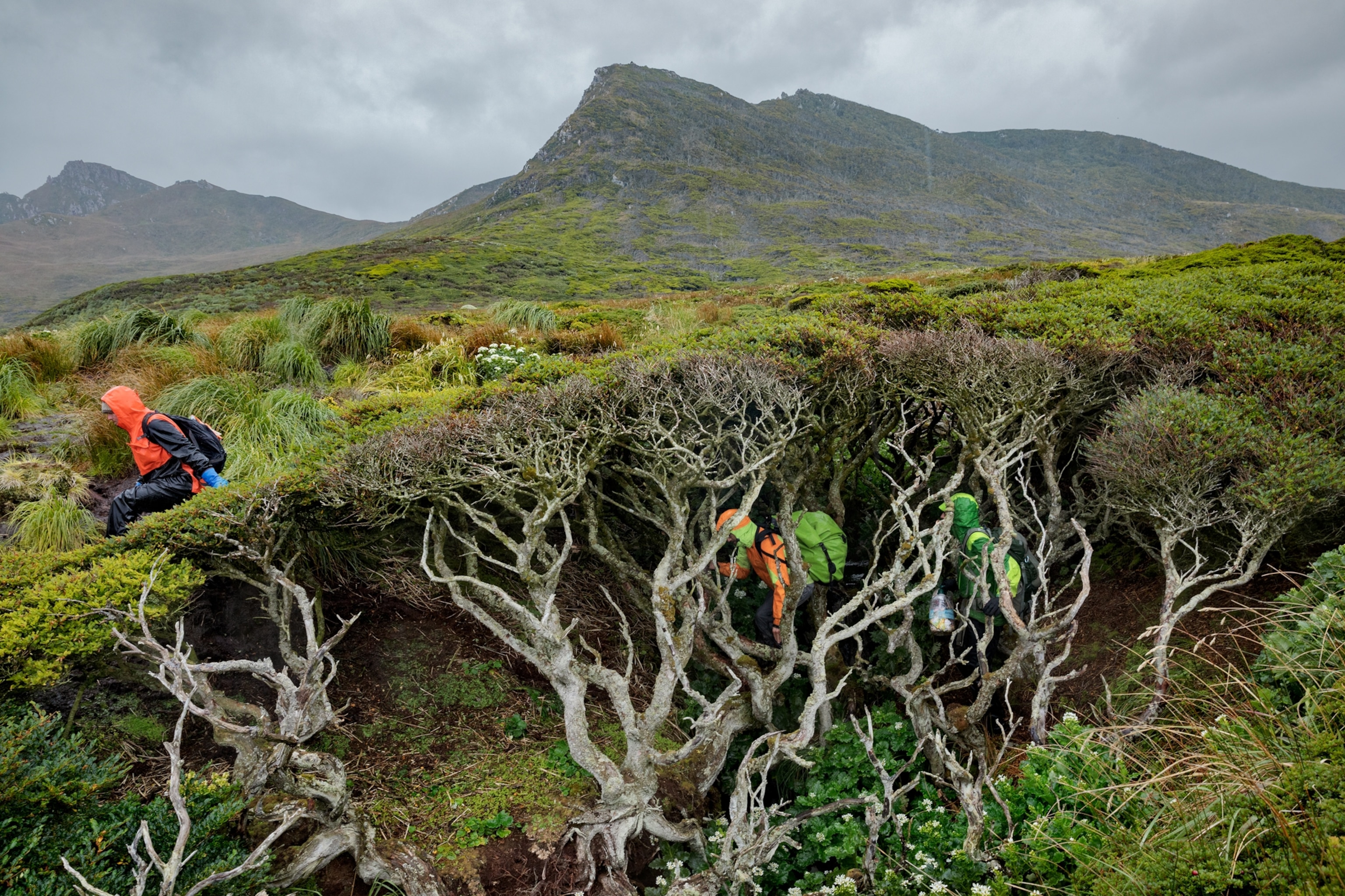 Picture of people in bright red, orange and green jackets walking through brush.
