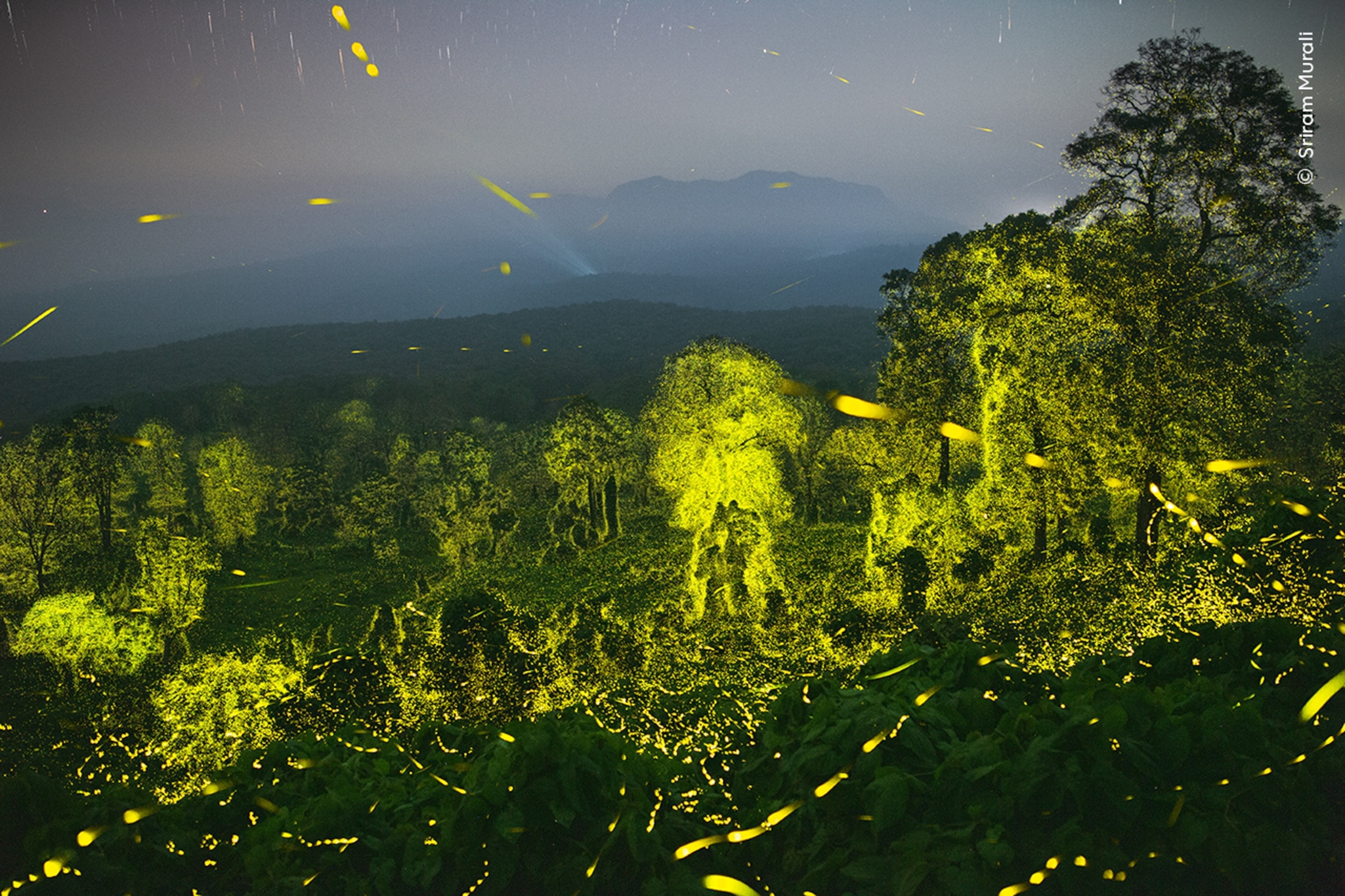 The outlines of trees glow yellow from the lights of fireflies.