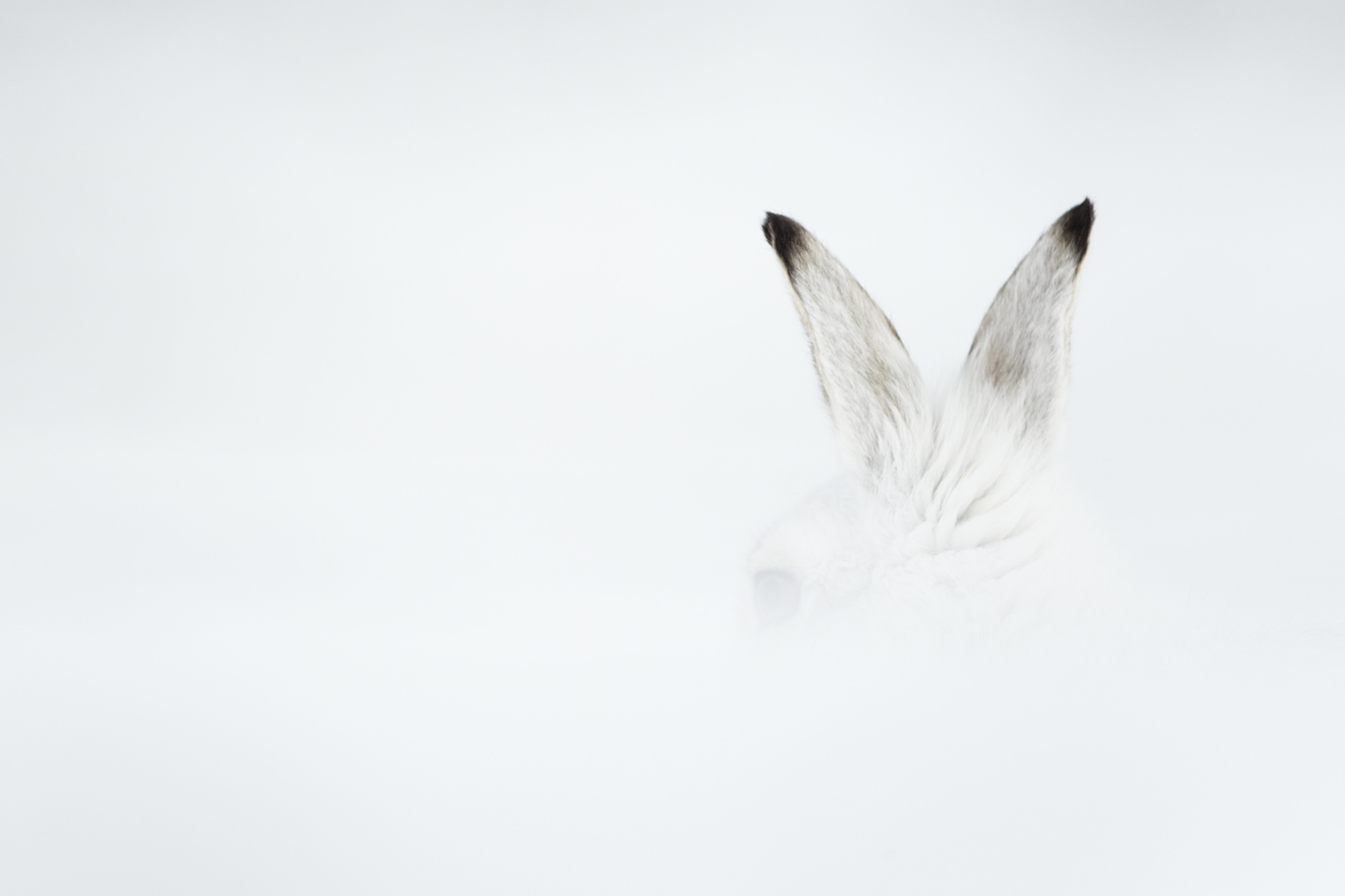 Picture of a white hare in a snowstorm, only the hares ears and some of its eye are visible as it looks to the side.