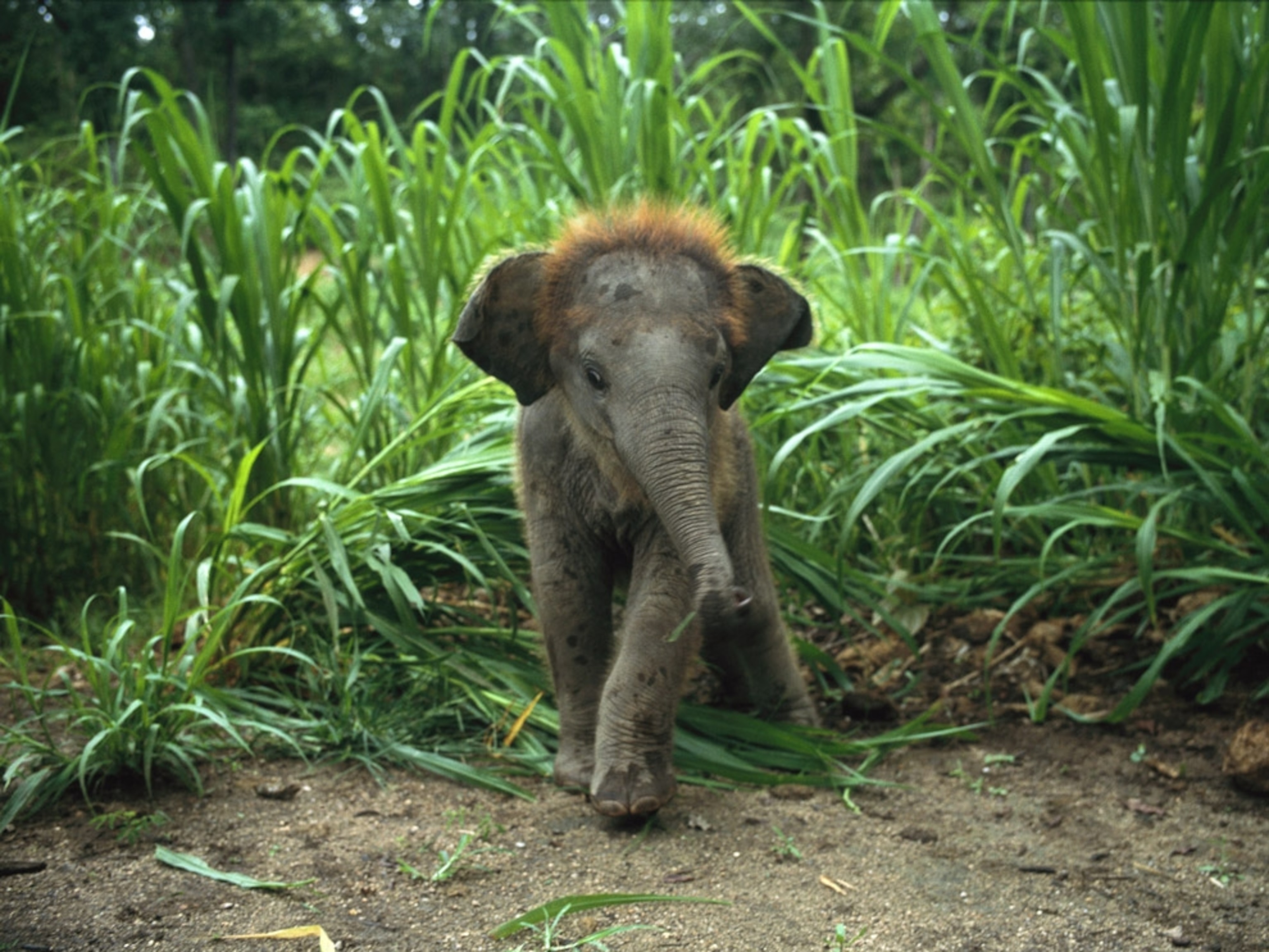 A baby Asian elephant emerging from tall grass