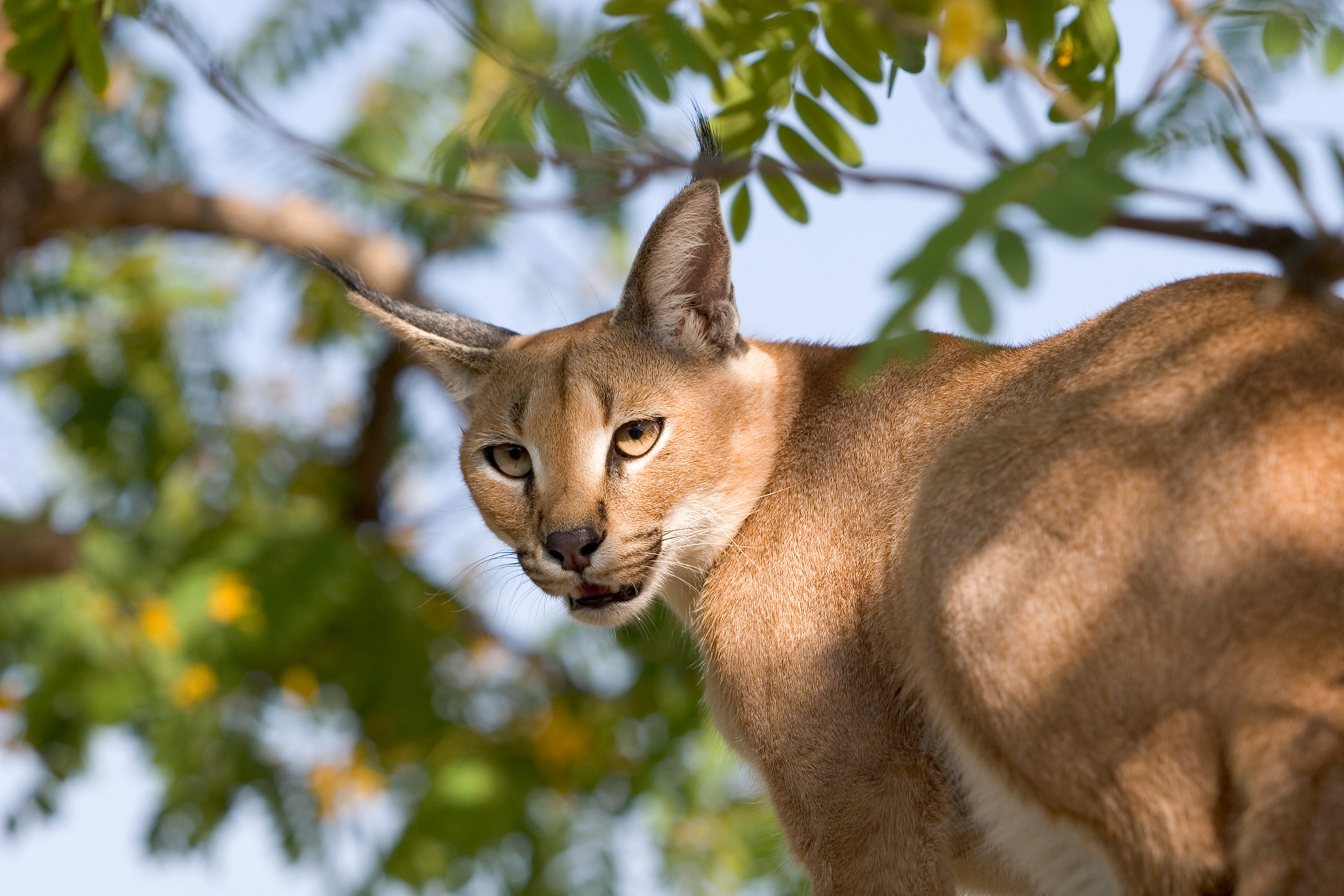 a caracal in a tree