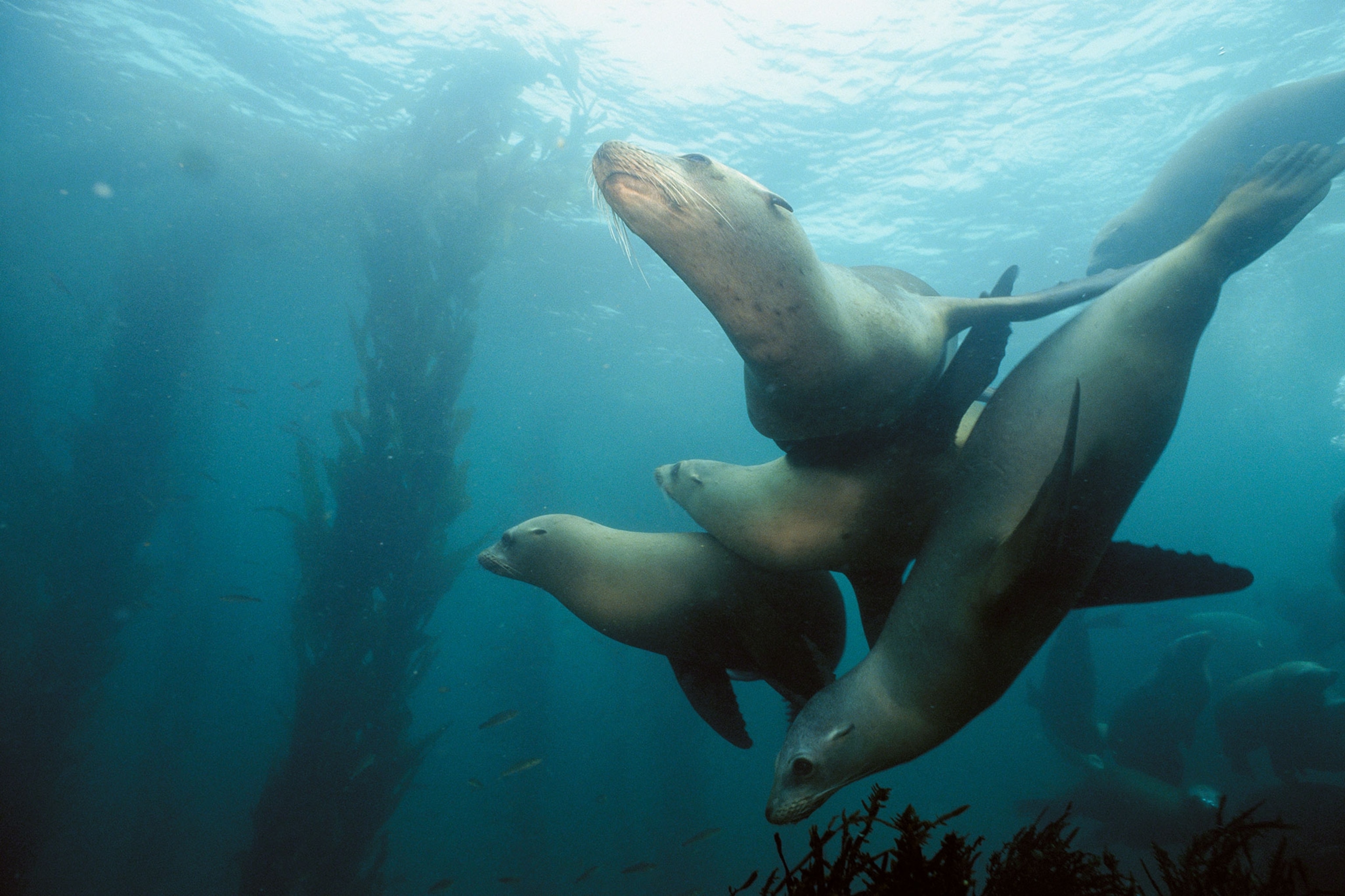 sea lions swimming