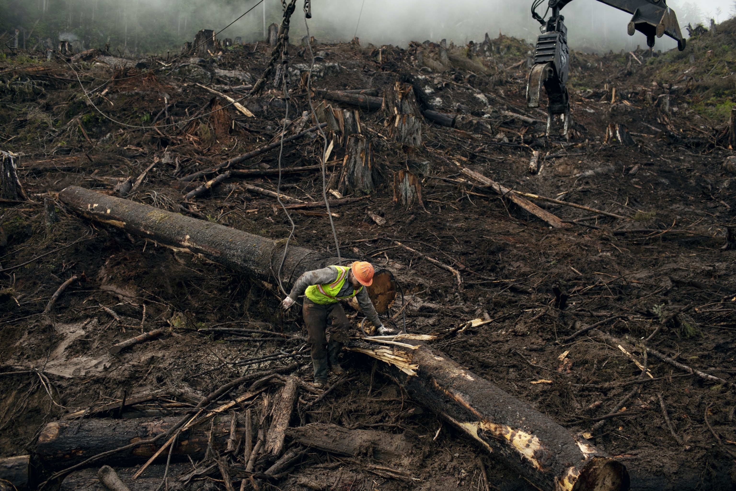 a man stands in a deforested area as heavy machinery moves felled trees