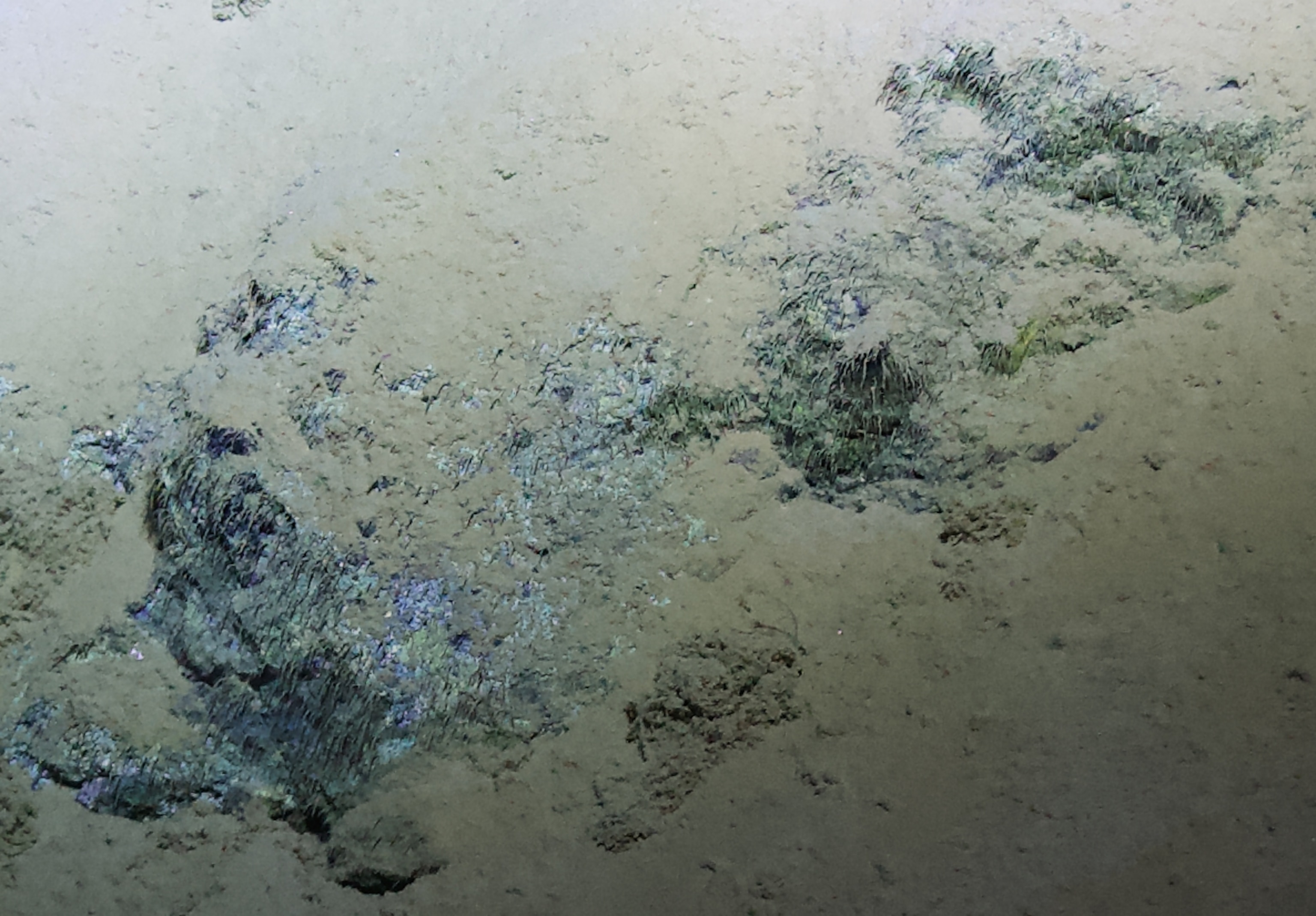 filamentous structures observed in the mariana trench