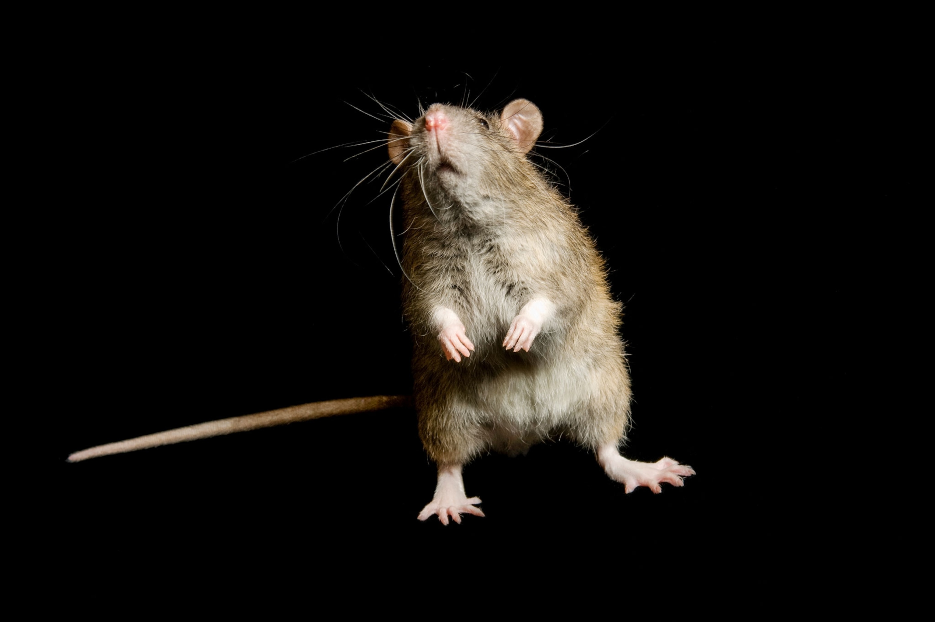a rat