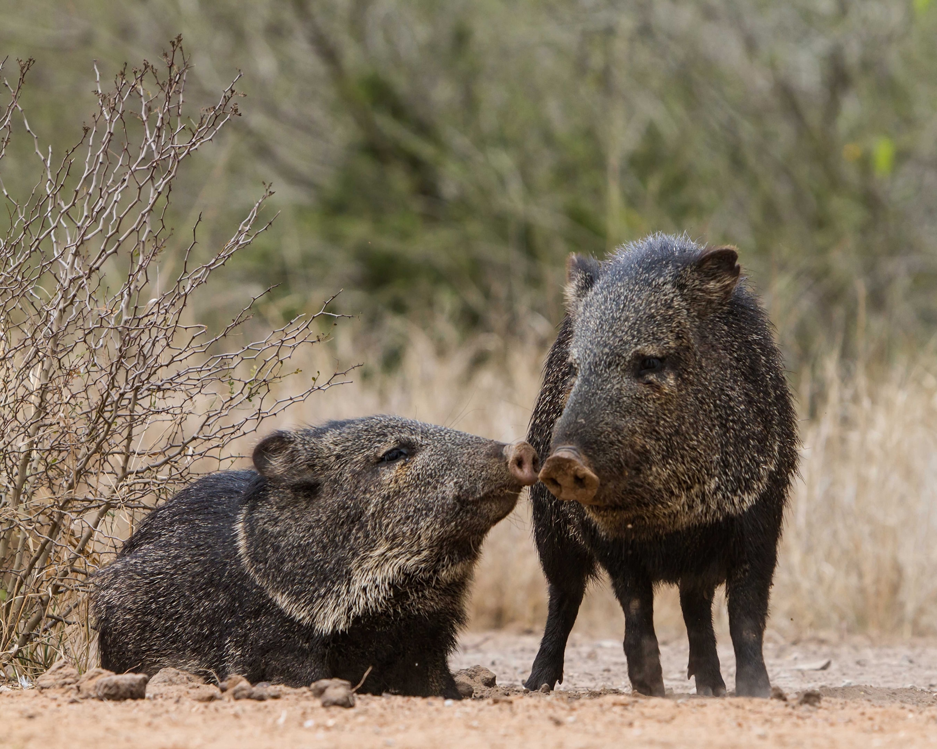 JAvelina's touch snouts.