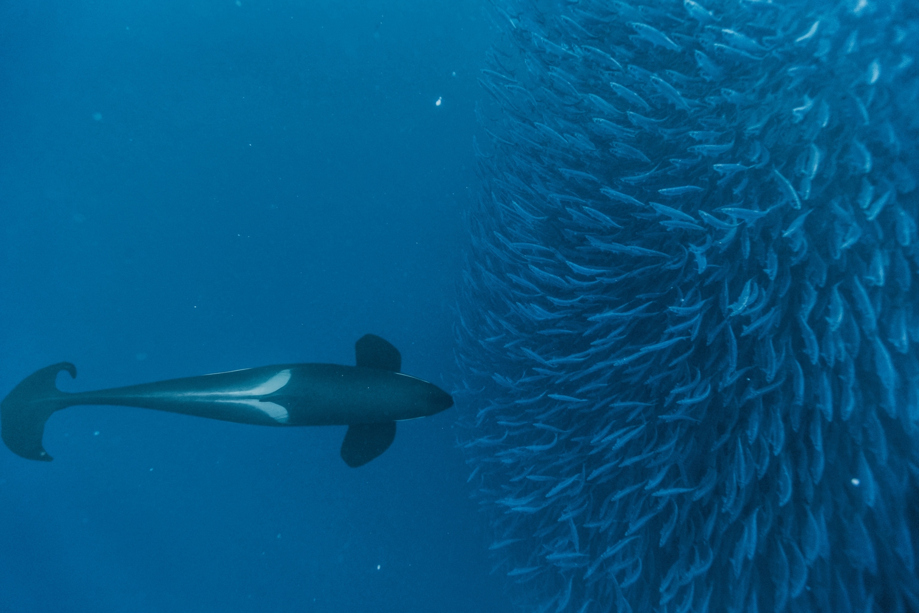 an orca positioning a ball of herring for feeding