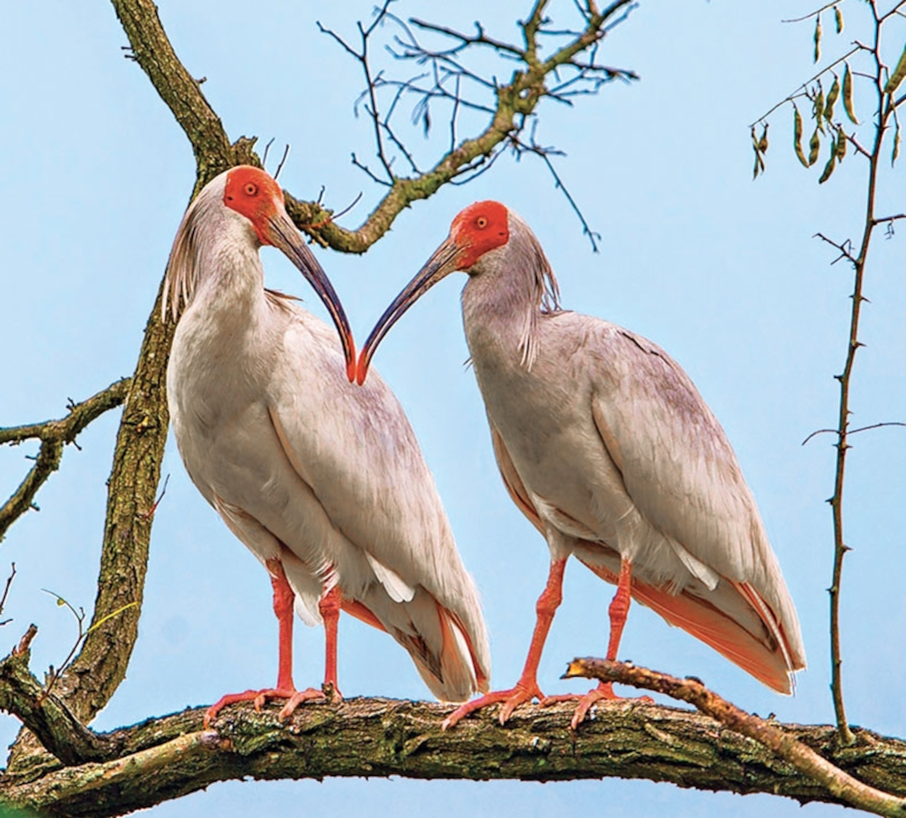 birds