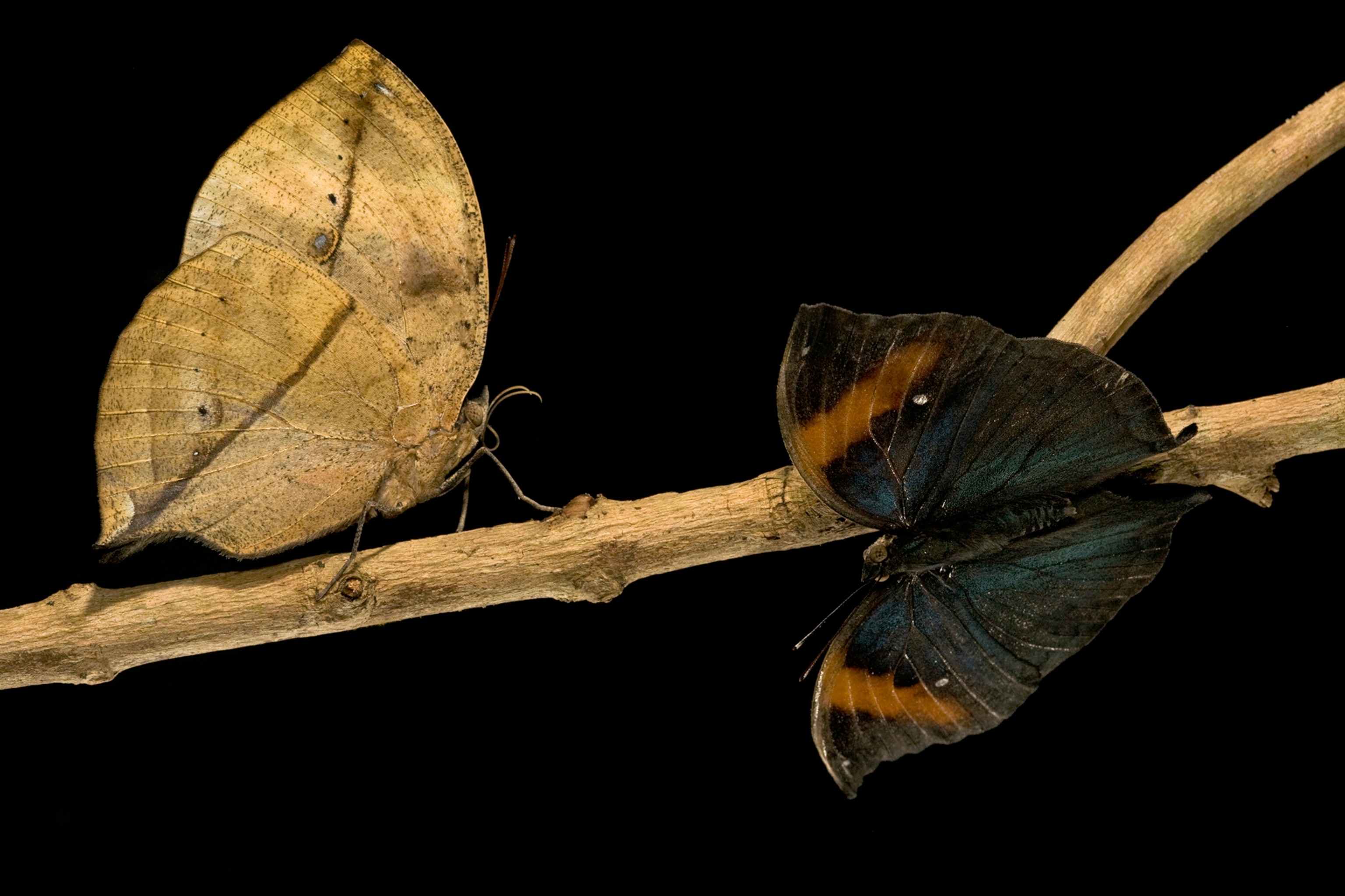 Arrowhead dead leaf mimic mantis portraits in leaf litter