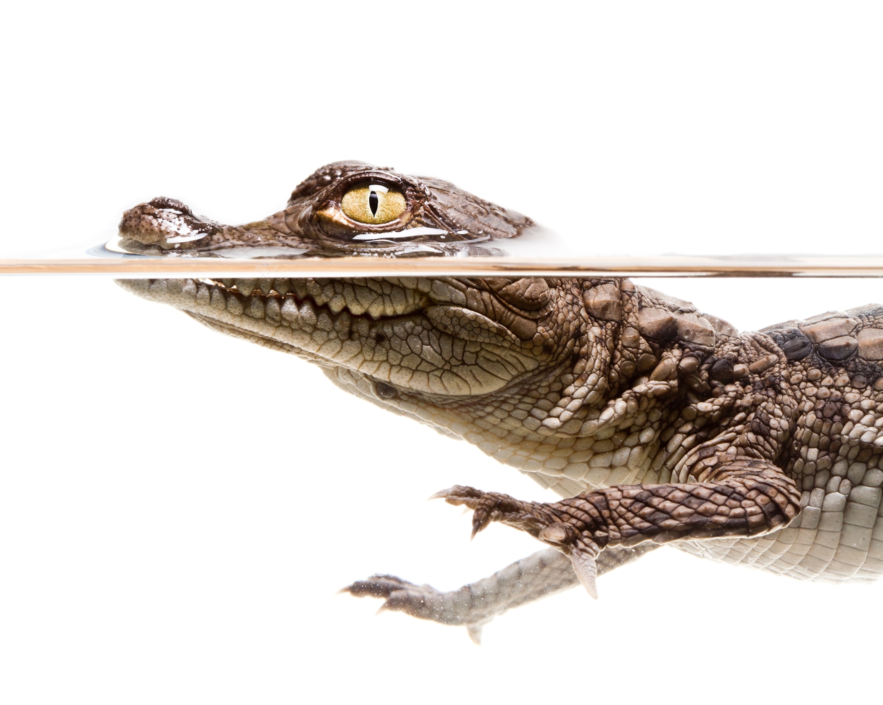 A small crocodile photogrpahed in a studio setting in Florida on a bright white background.