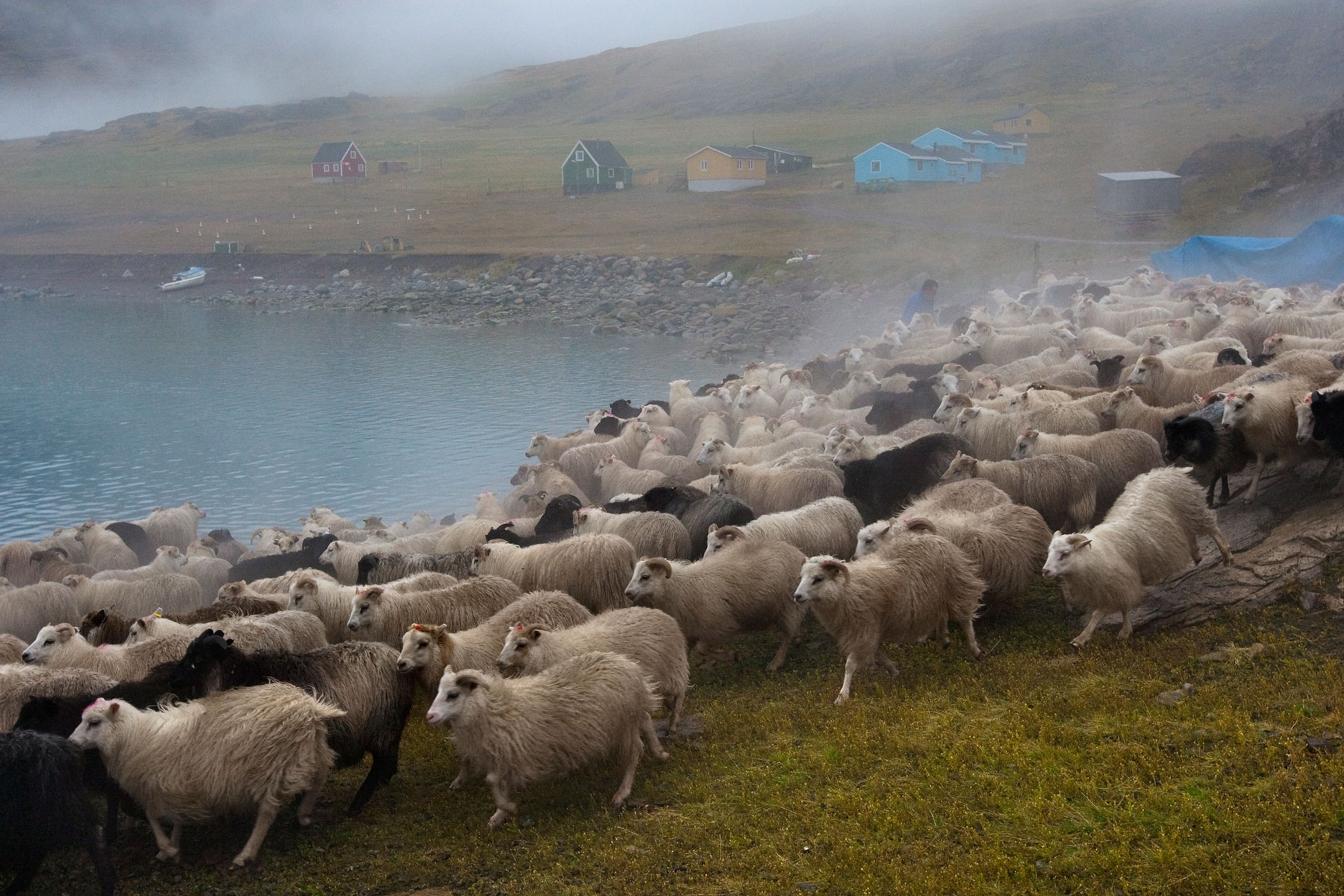 A flock of fleeting sheep running to the left of the frame, covering the lower half of the image. Behind the sheep to the left is blue water and to the right a blue, green, yellow and red house sit amongst the fog.