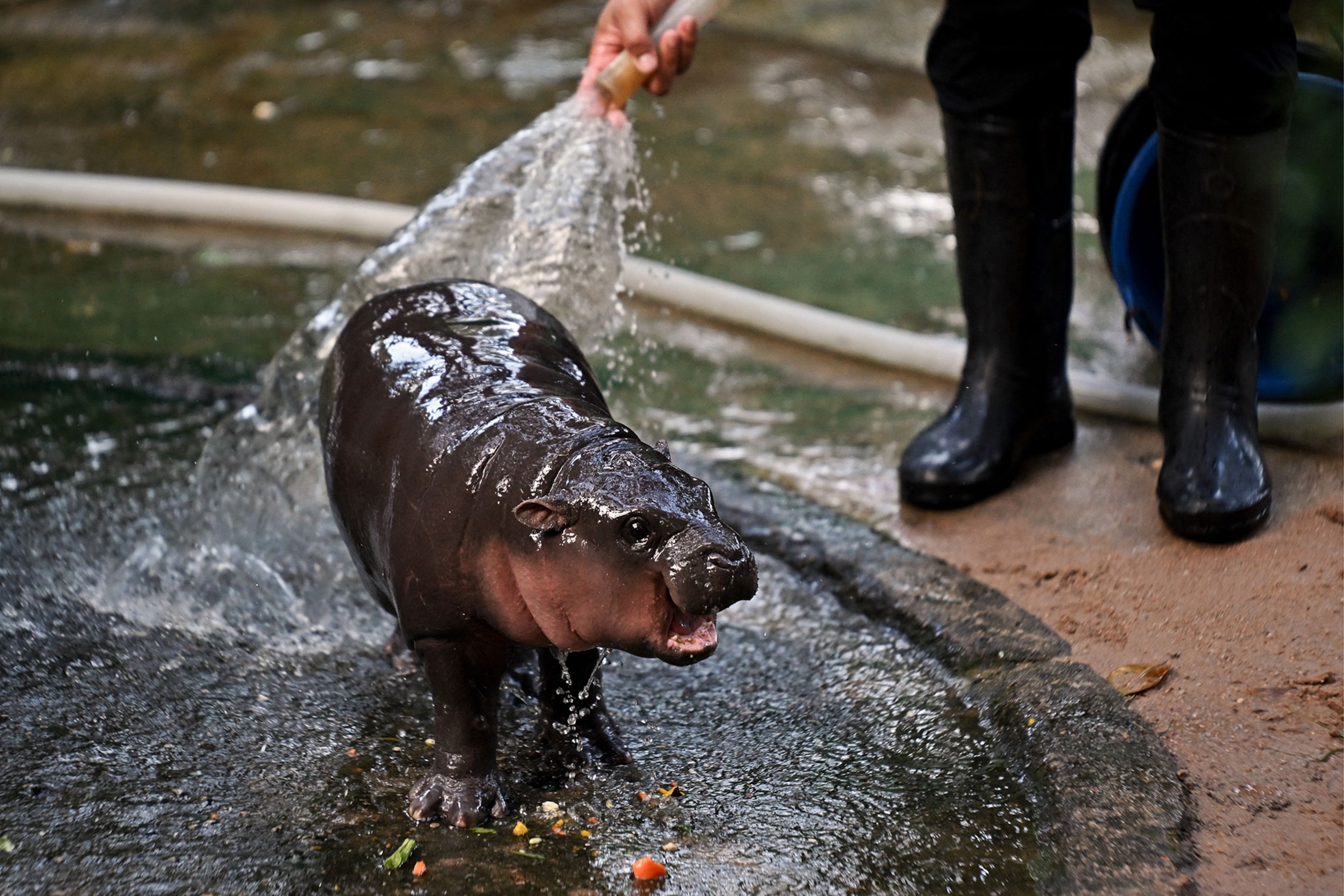 A small hippo standing in a concrete area filled with water at a zoo while being sprayed by a hose by an employee who stands to the side of the frame, only feet and lower legs shown.