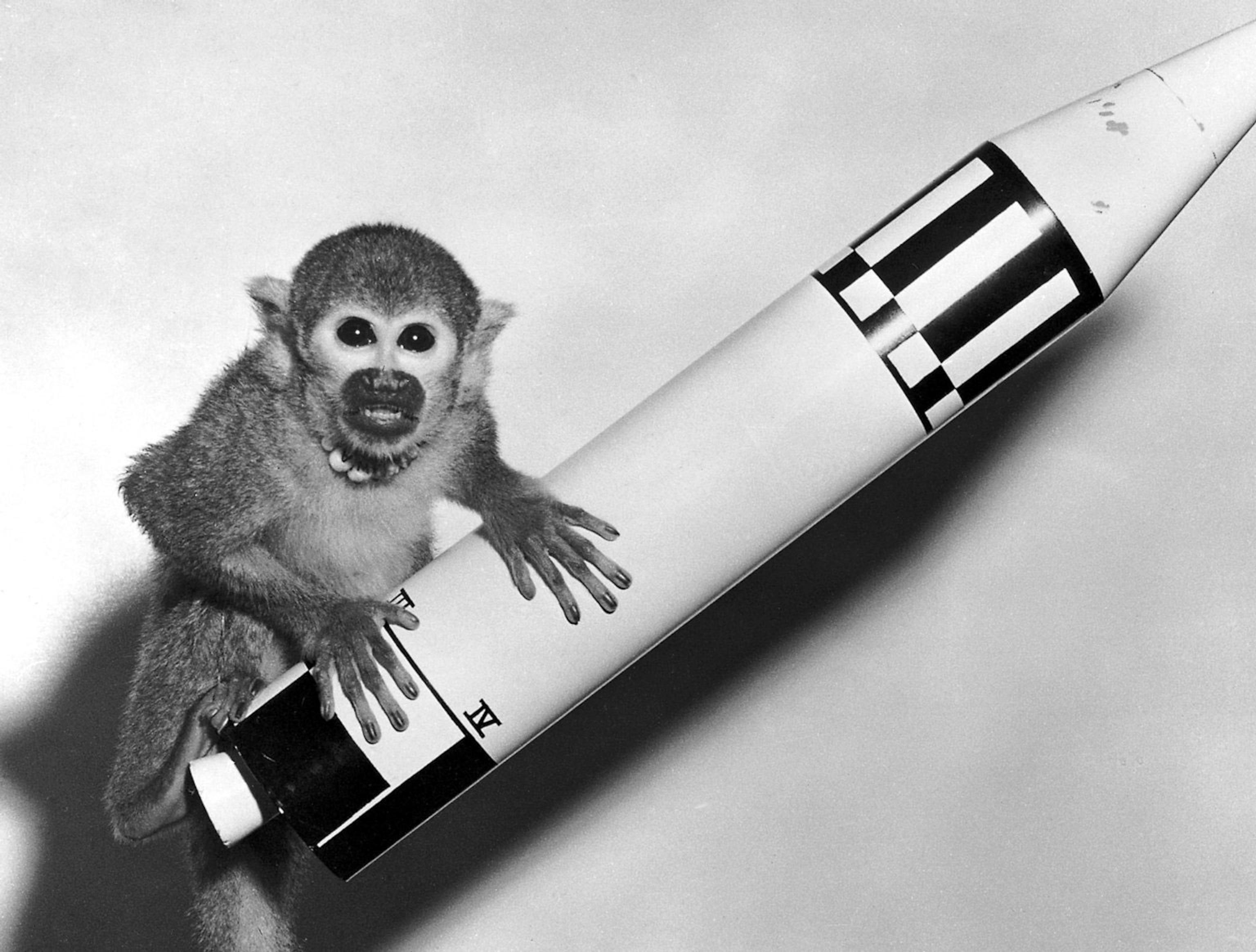 Squirrel monkey Baker posed on rocket