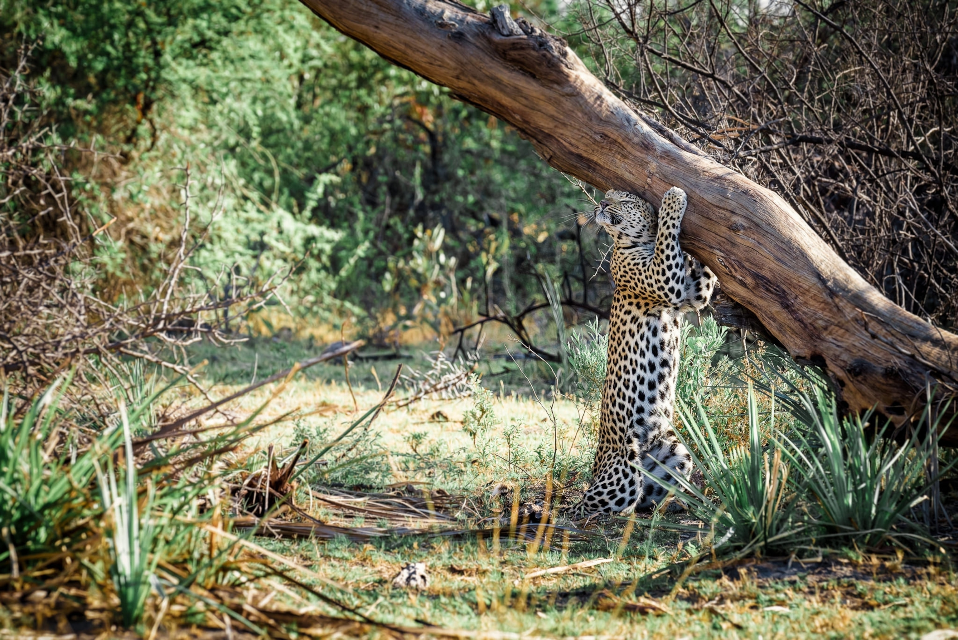 animal scratching