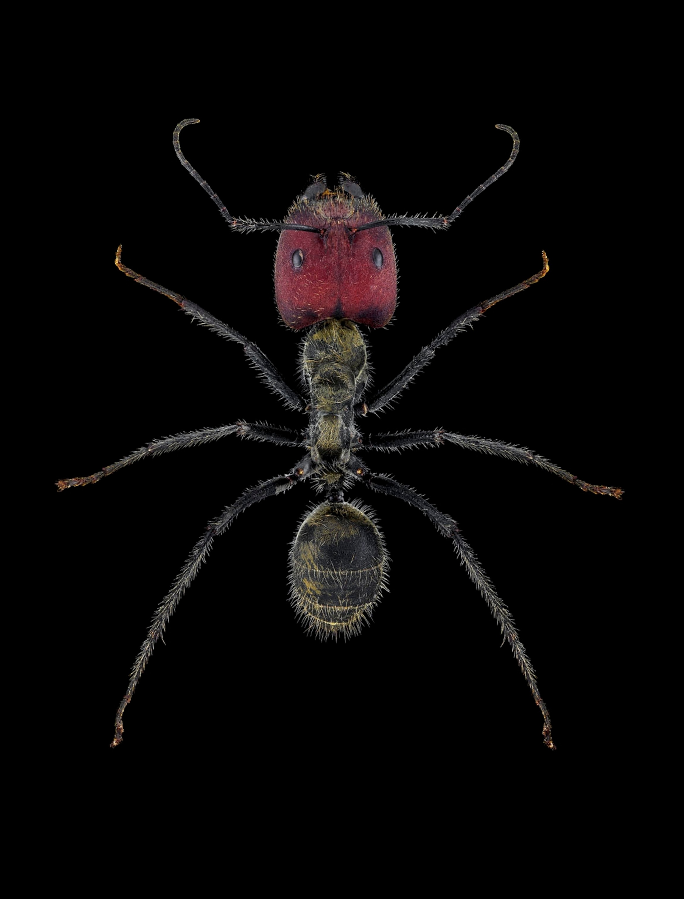 Picture of an ant with a red head and black and green body.