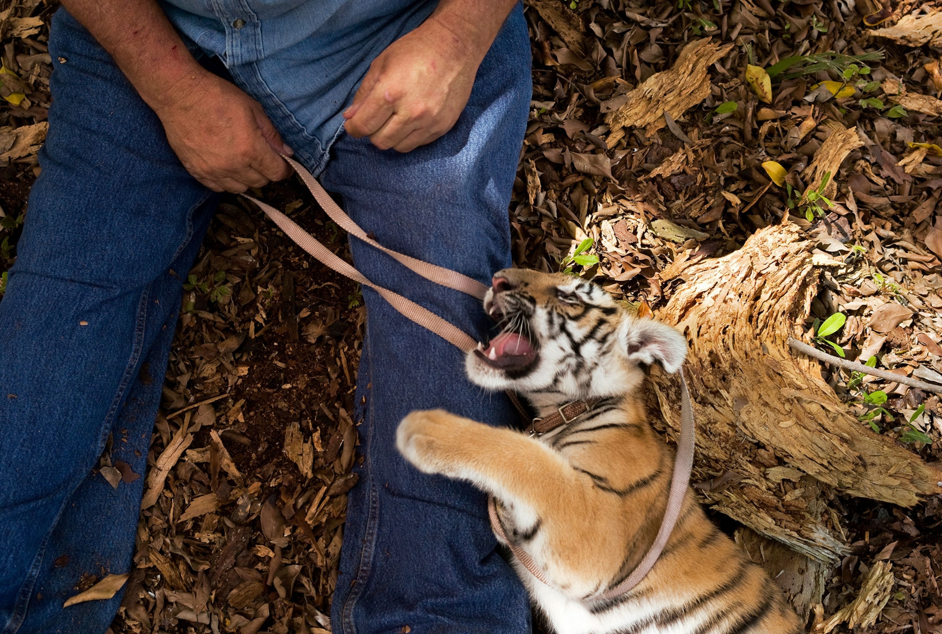 a tiger cub on a leash