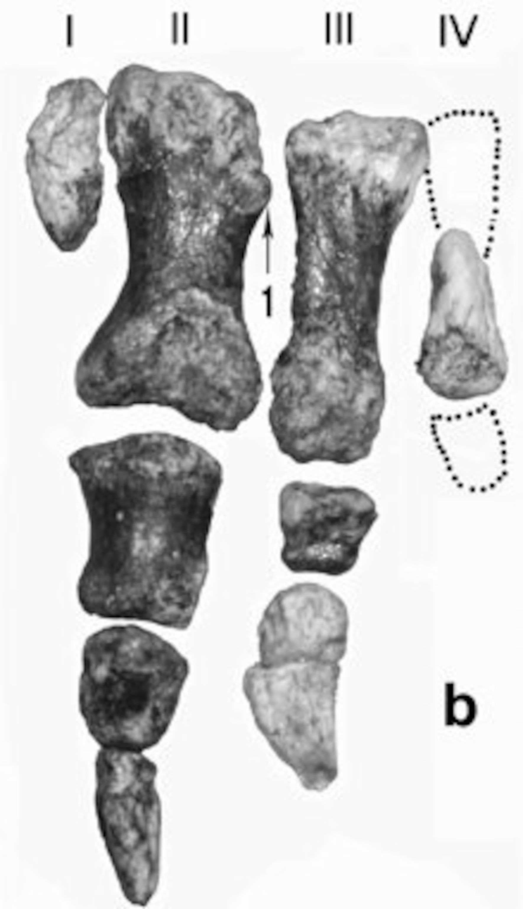 limusaurushand220.jpg