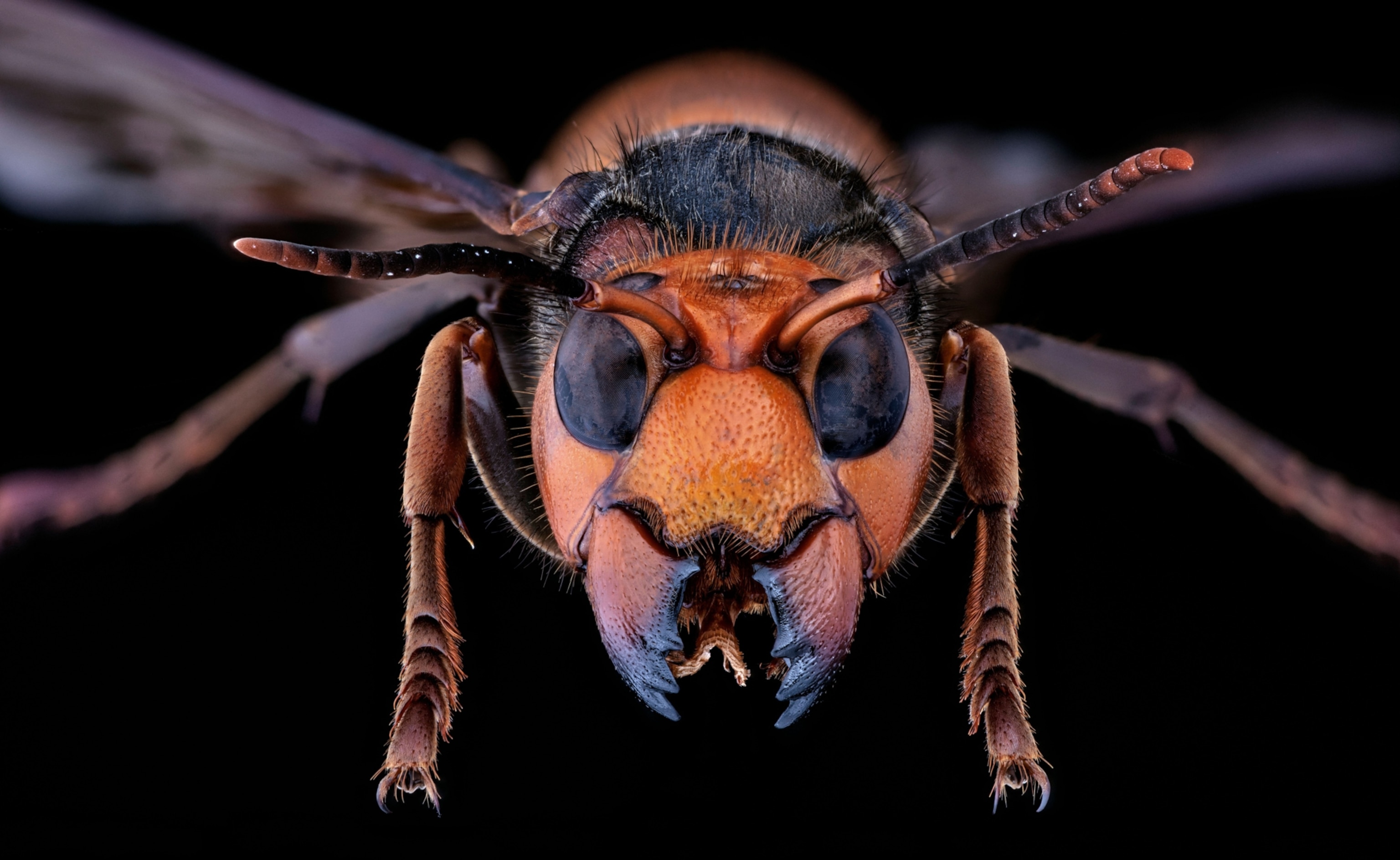 Picture of a Northern Giant Hornet up close.
