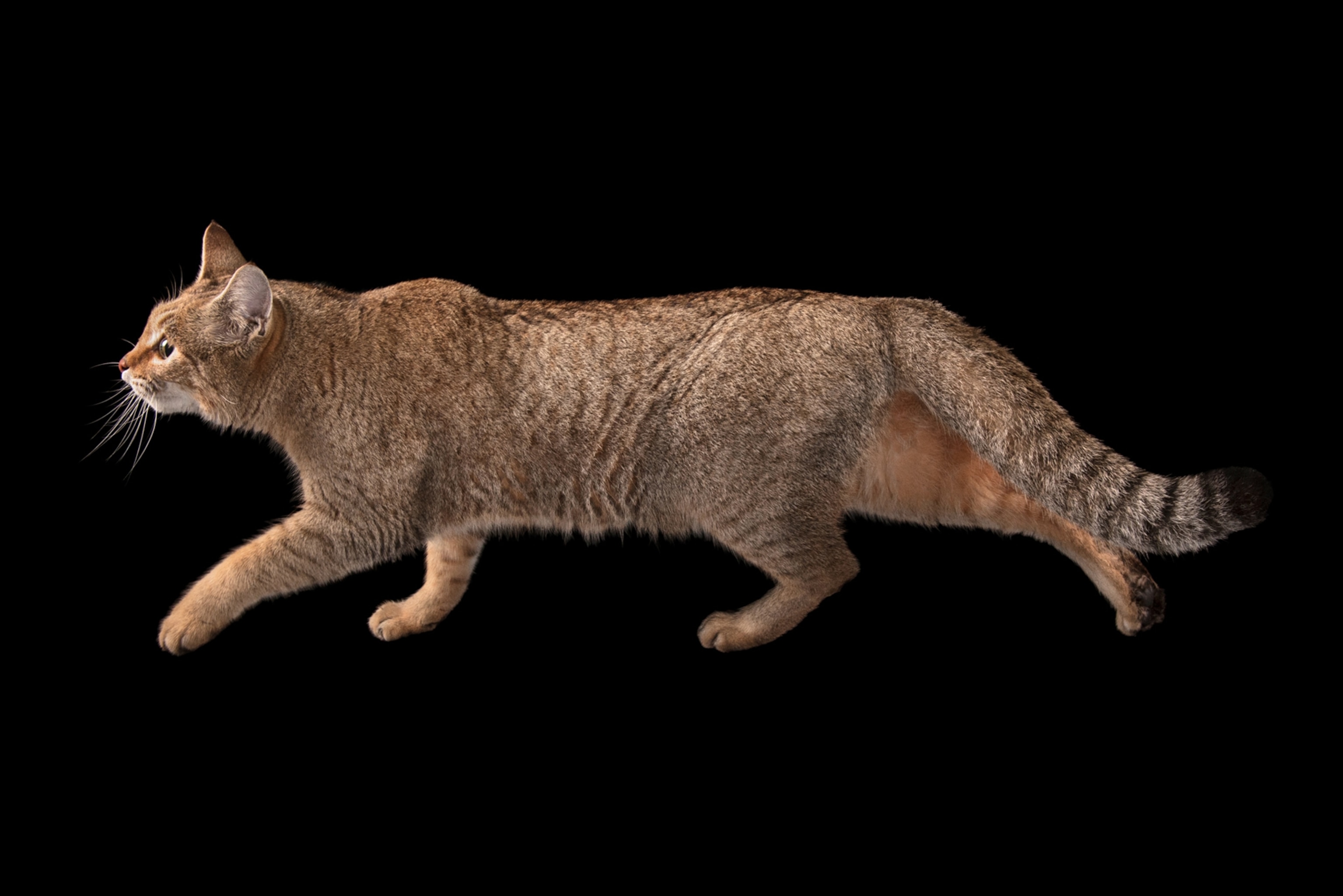 an African wildcat