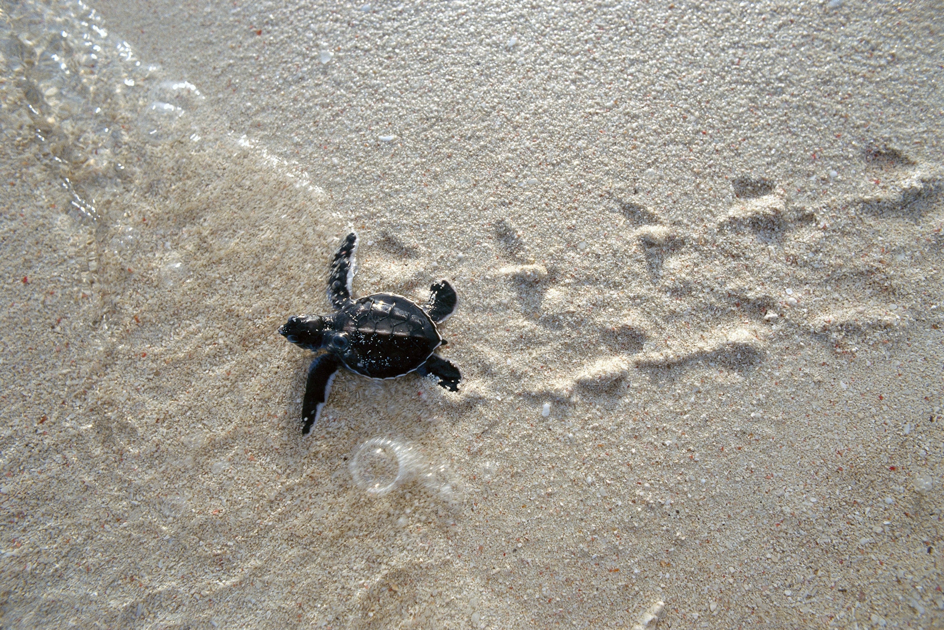 a green sea turtle, Chelonia mydas, hatchling makes its way to the sea