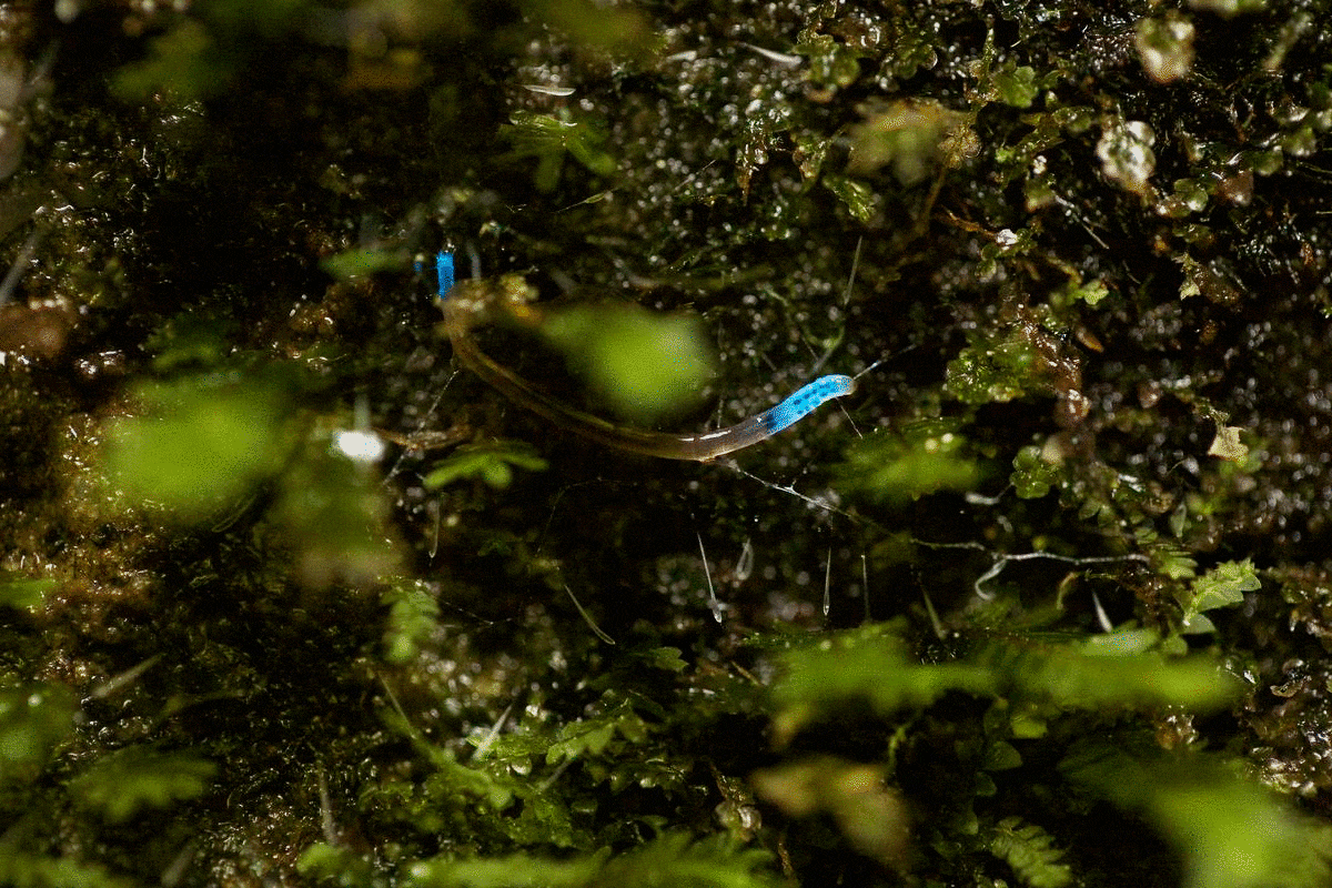 Moving image of a glow worm in light and dark