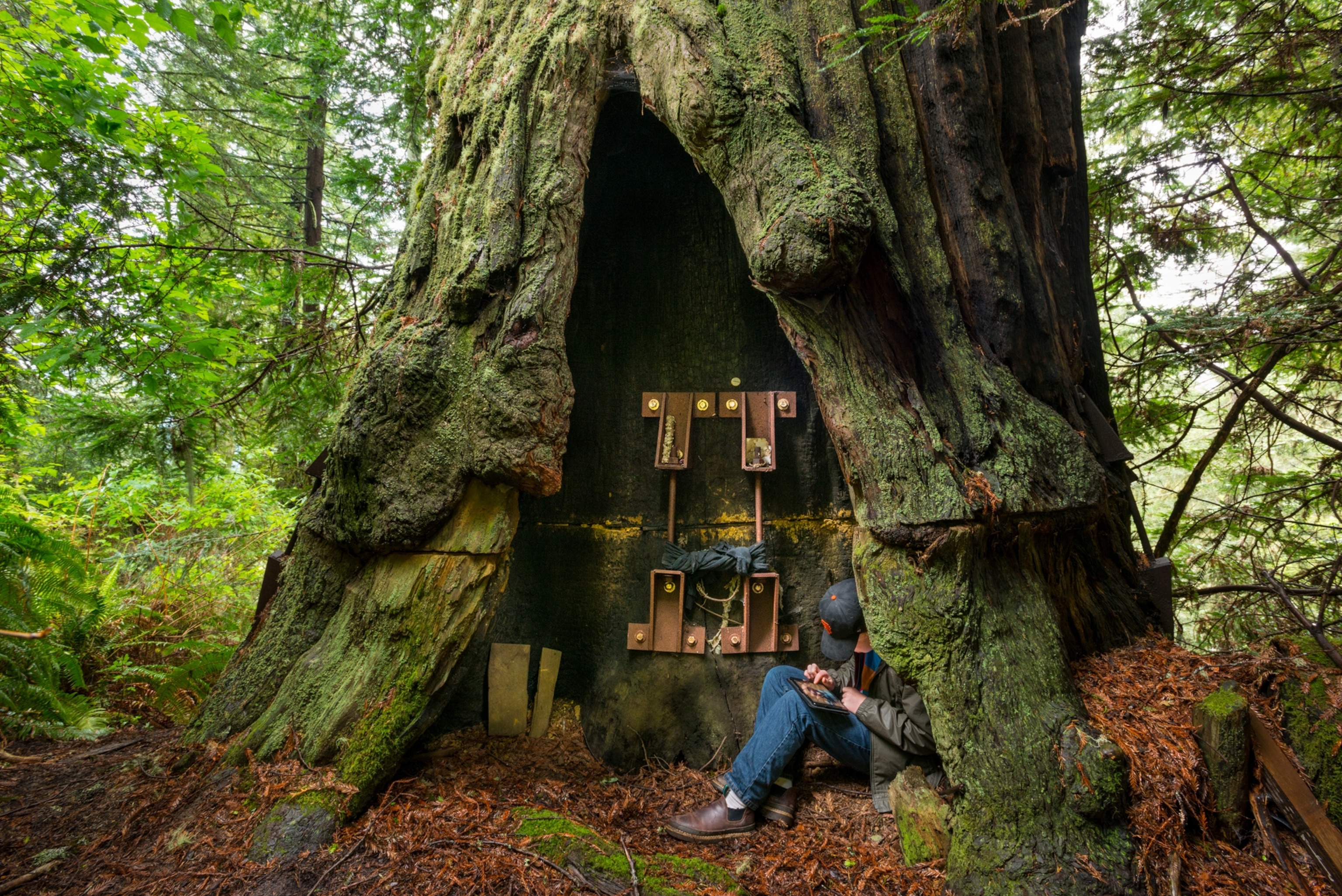 someone sitting down in a hollowed-out redwood