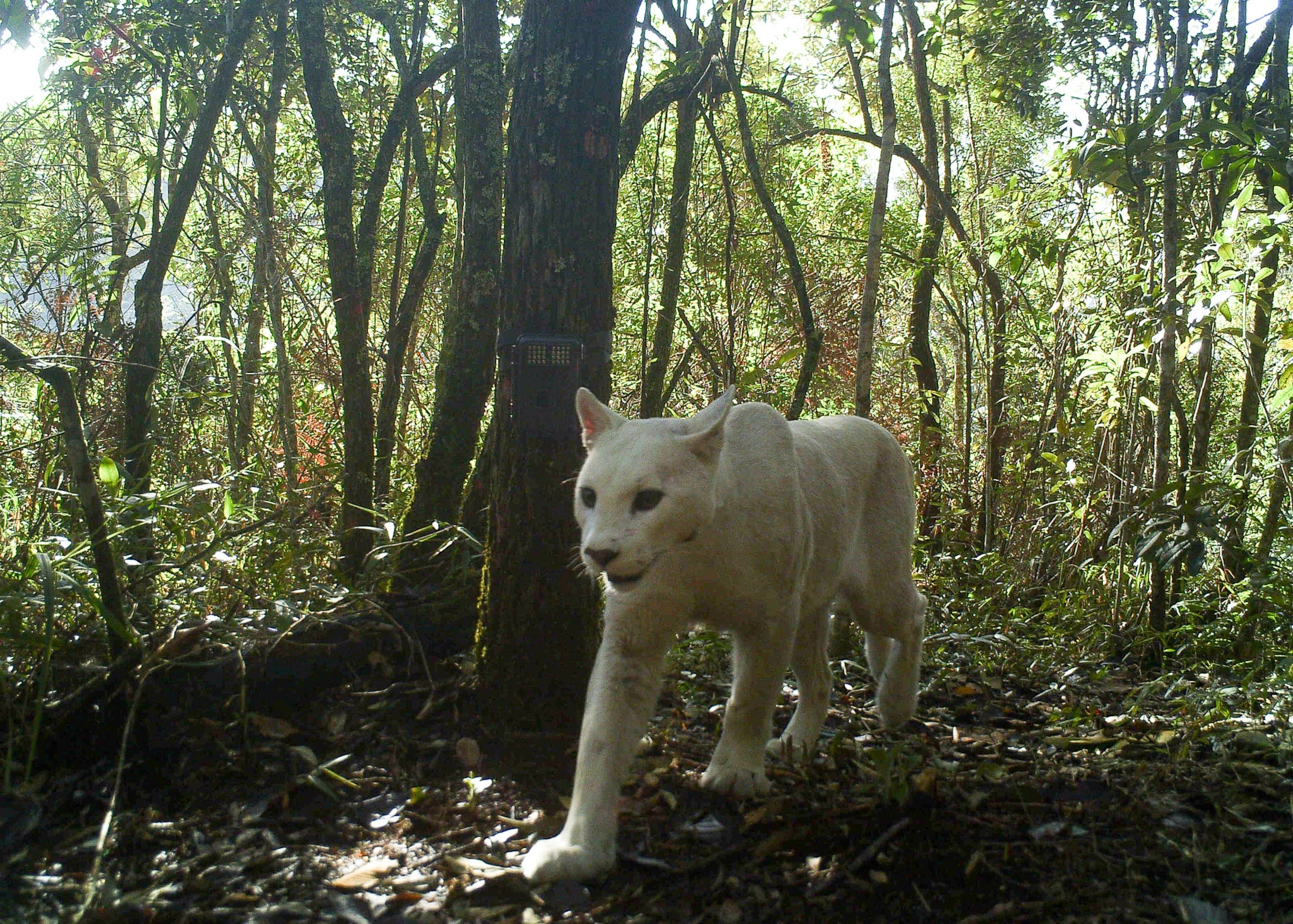 a white-toned puma walking outside, taken by a camera trap