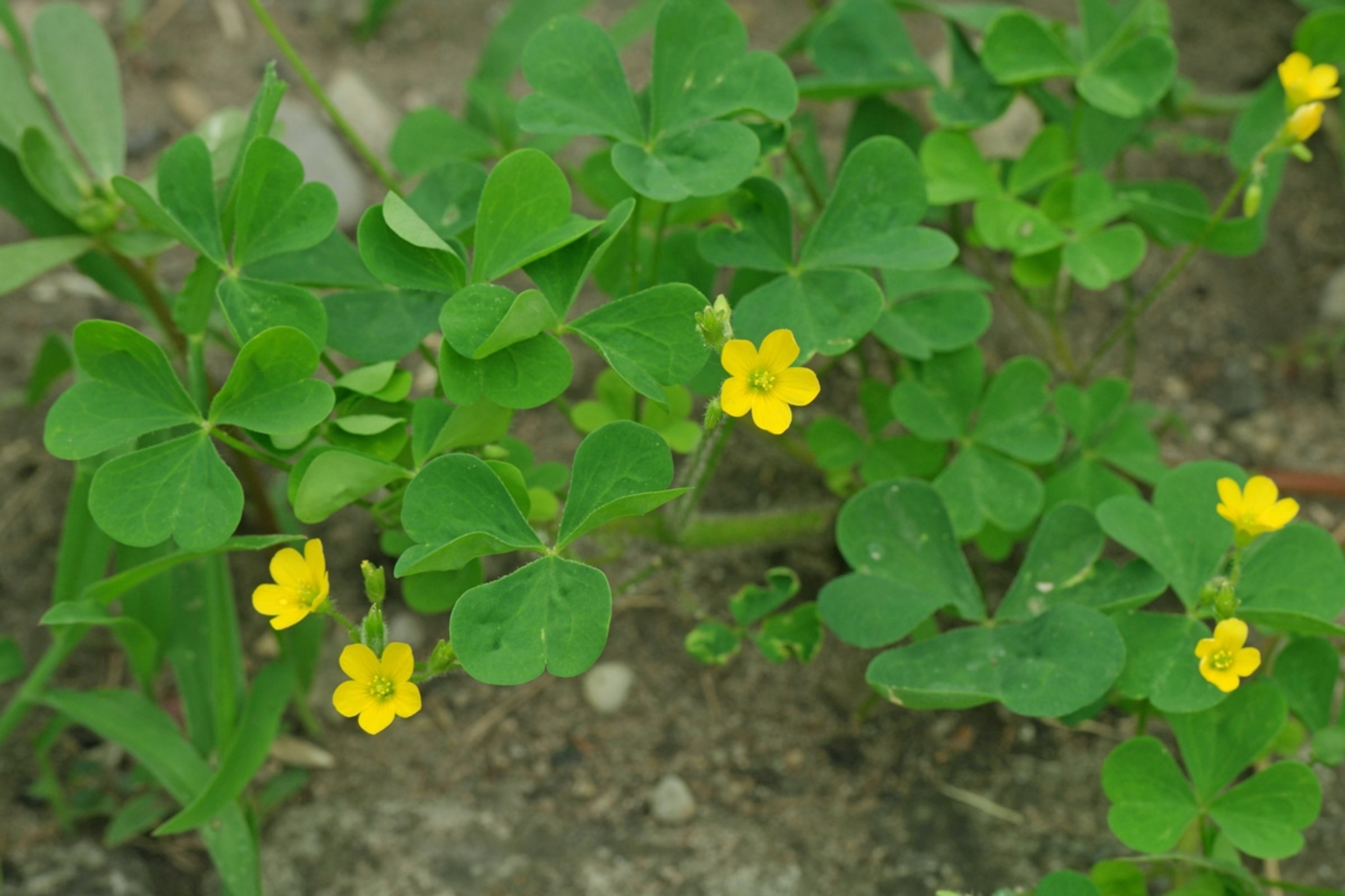 Oxalis stricta (Sauerklee) (Woodsorrel) (Oseille)