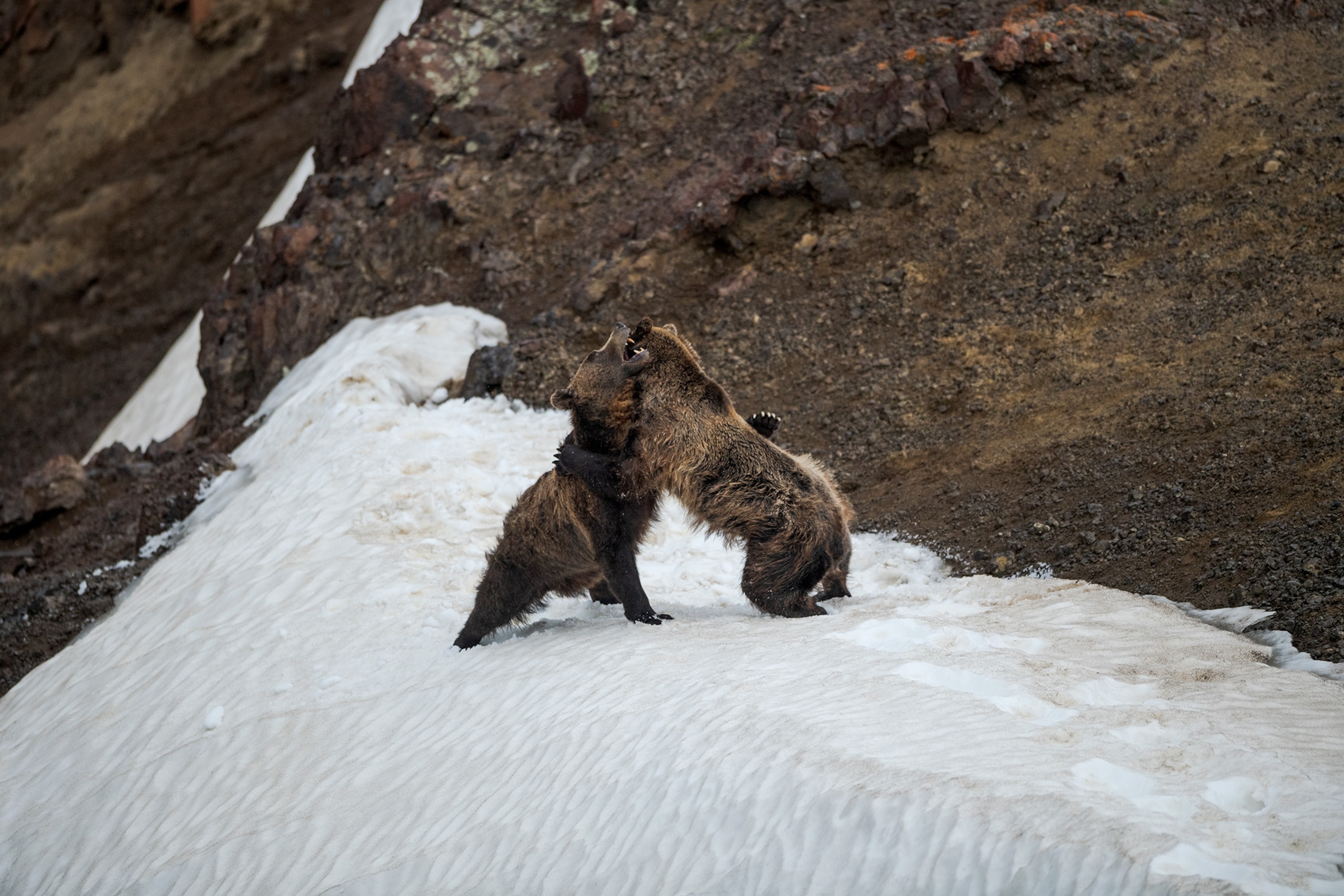 Two bears on a snowy patch swipe and roar fighting on their hind legs.