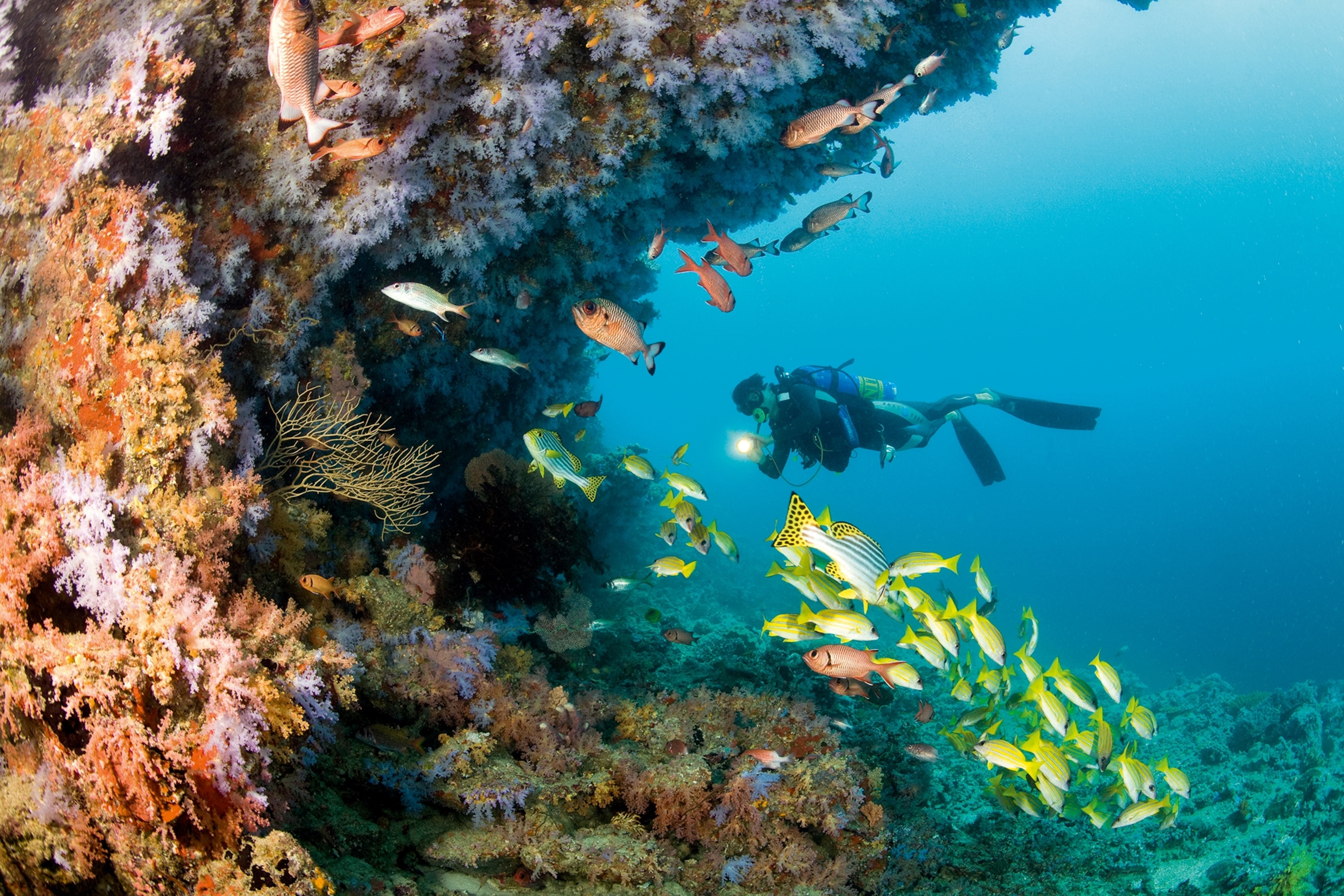 snorkeling with fish