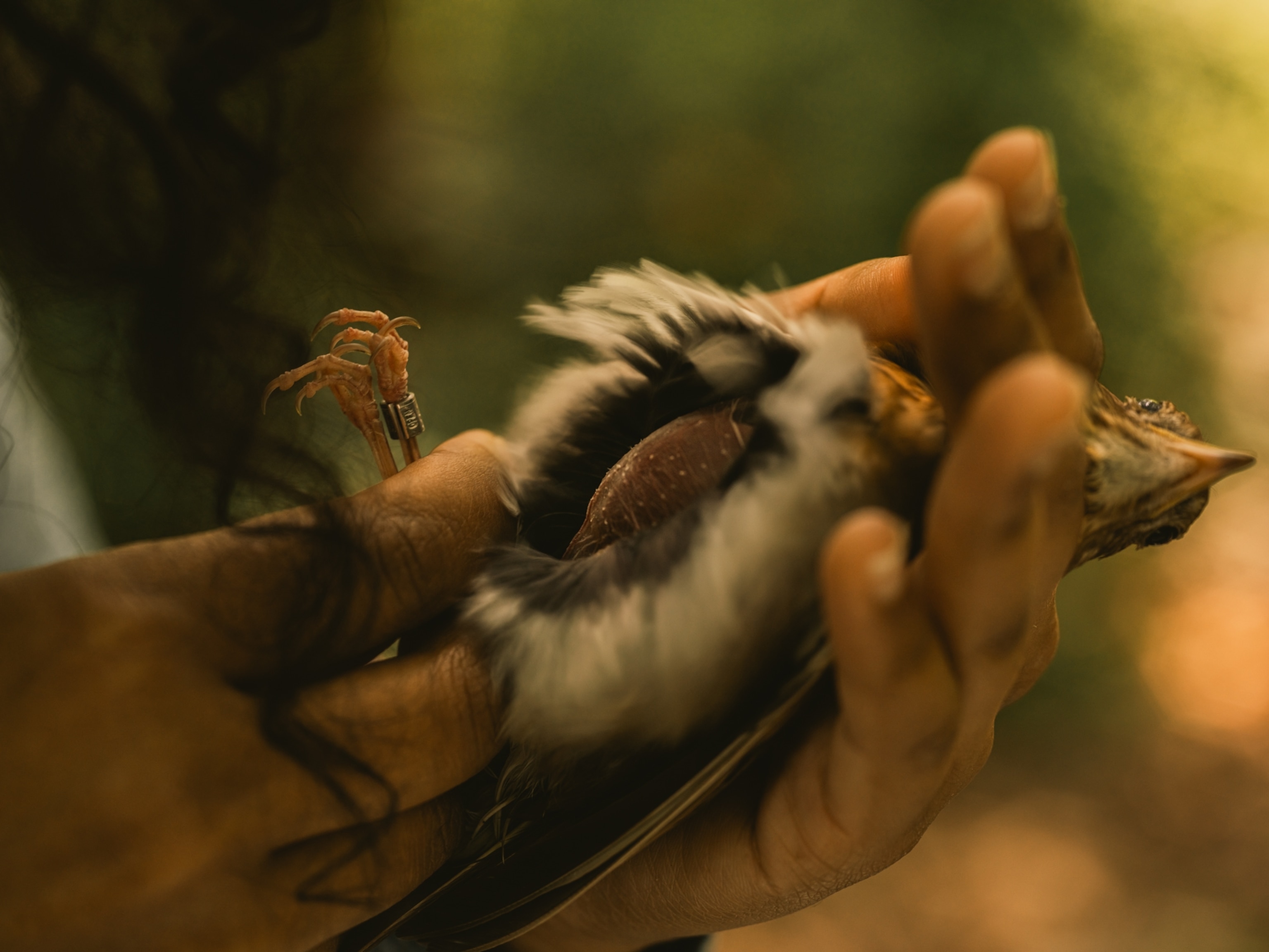 a person blows on the feathers of a veery exposing its belly
